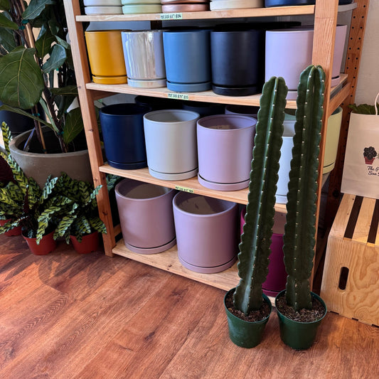 Cereus jamacaru "Cuddly Cactus" - The Plant Lady SF