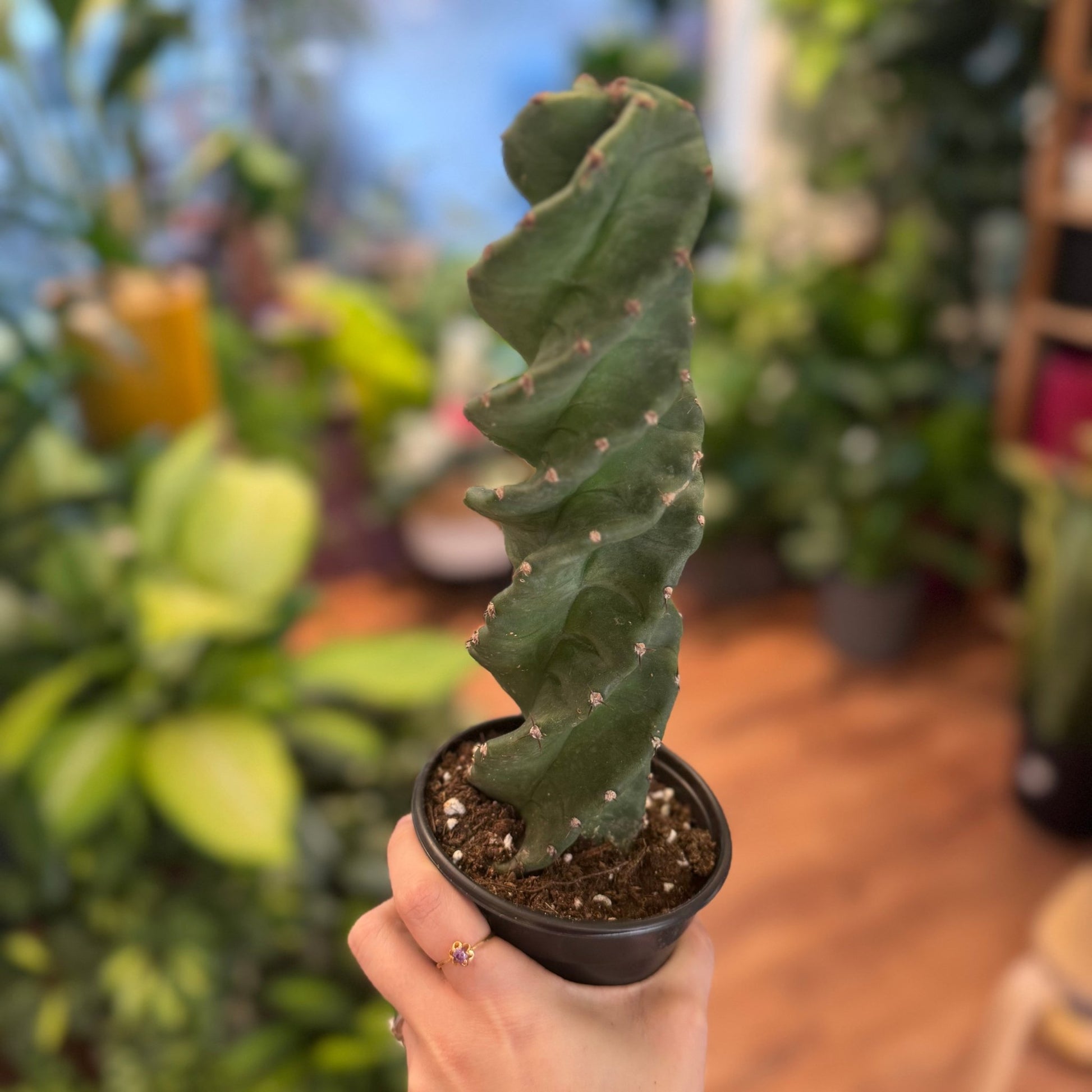 Cereus peruvianus 'Spiralis' - The Plant Lady SF