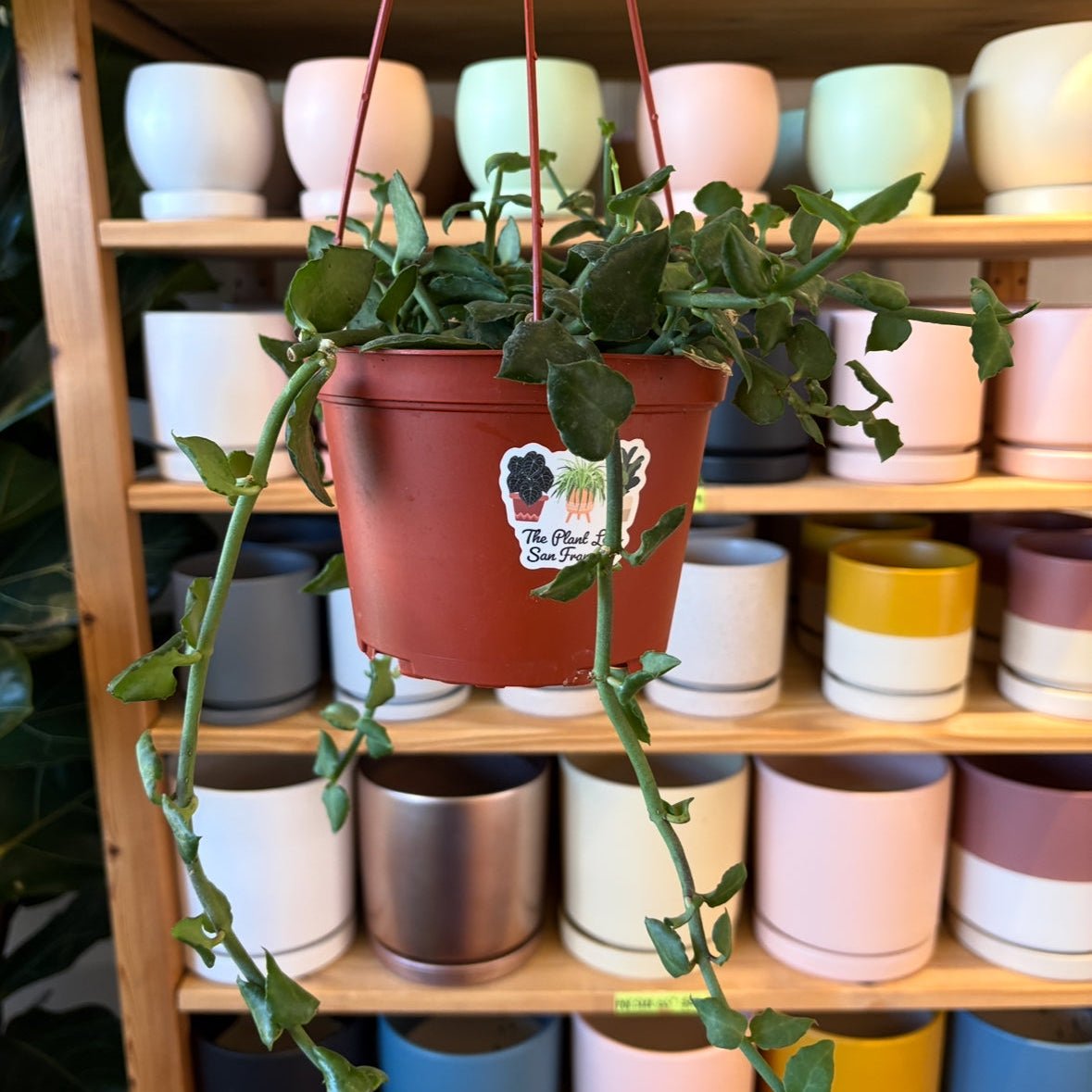 Ceropegia sandersonii (Parachute Plant) - The Plant Lady SF