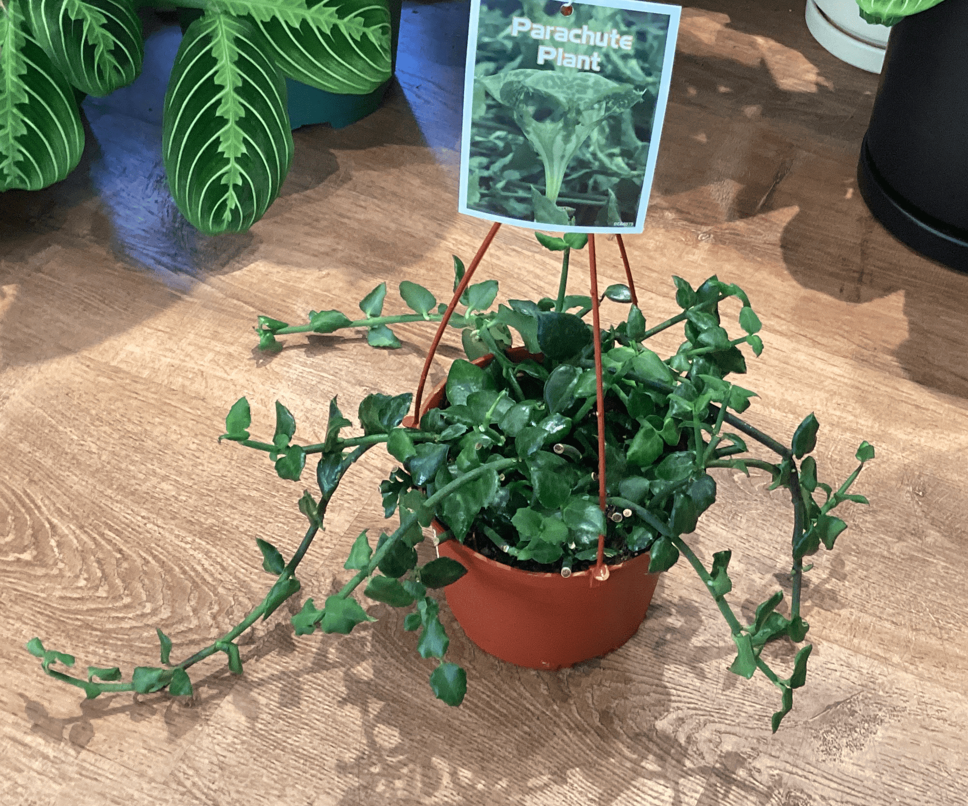 a plant with parachute like seeds Ceropegia sandersonii (Parachute Plant) – The Plant Lady SF