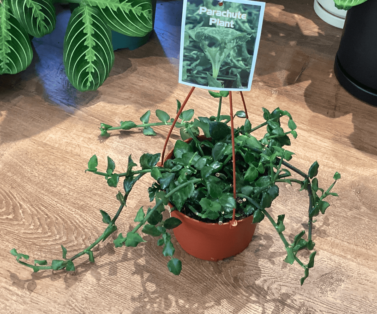 Ceropegia sandersonii (Parachute Plant) - The Plant Lady SF