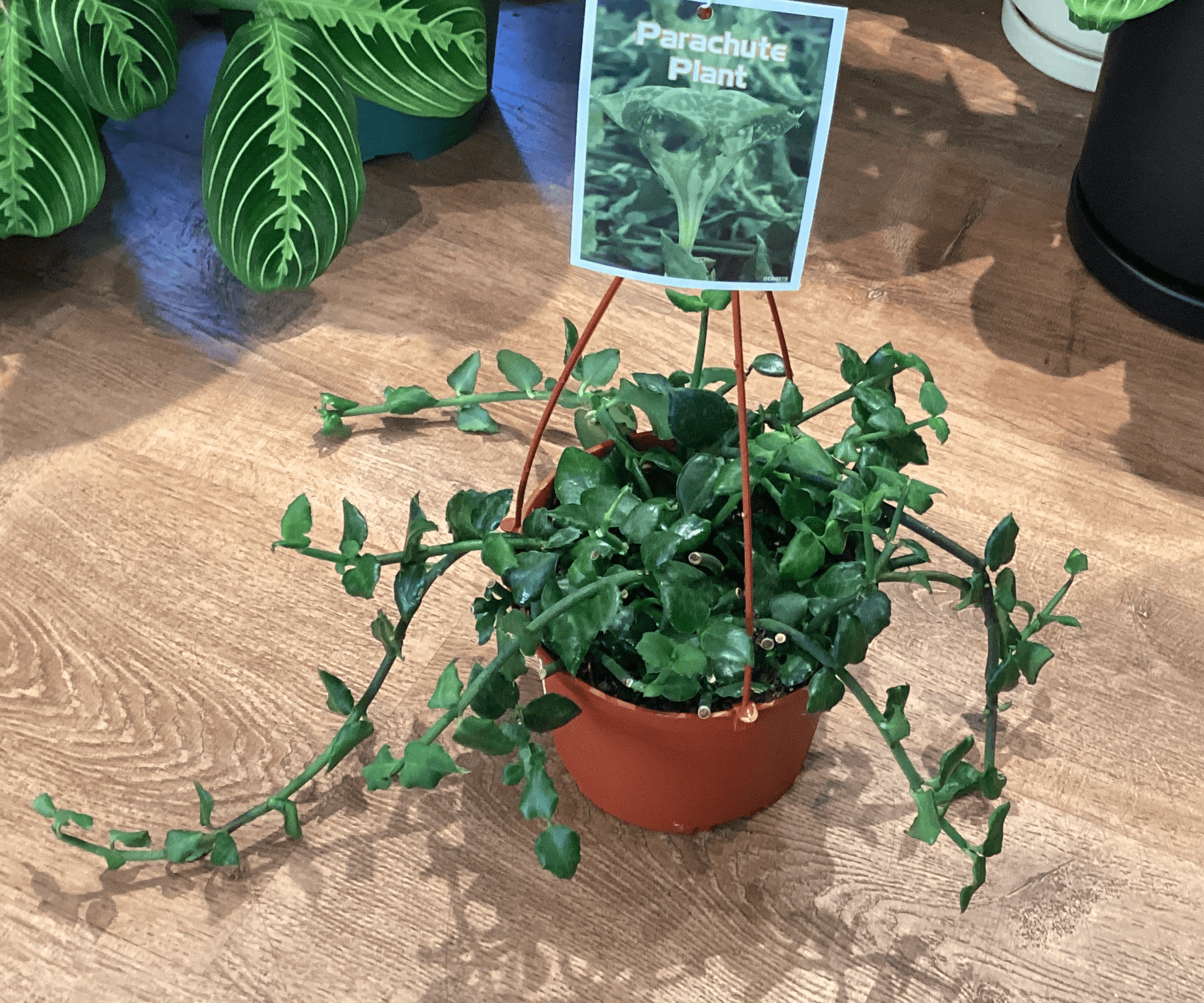Ceropegia sandersonii (Parachute Plant) - The Plant Lady SF