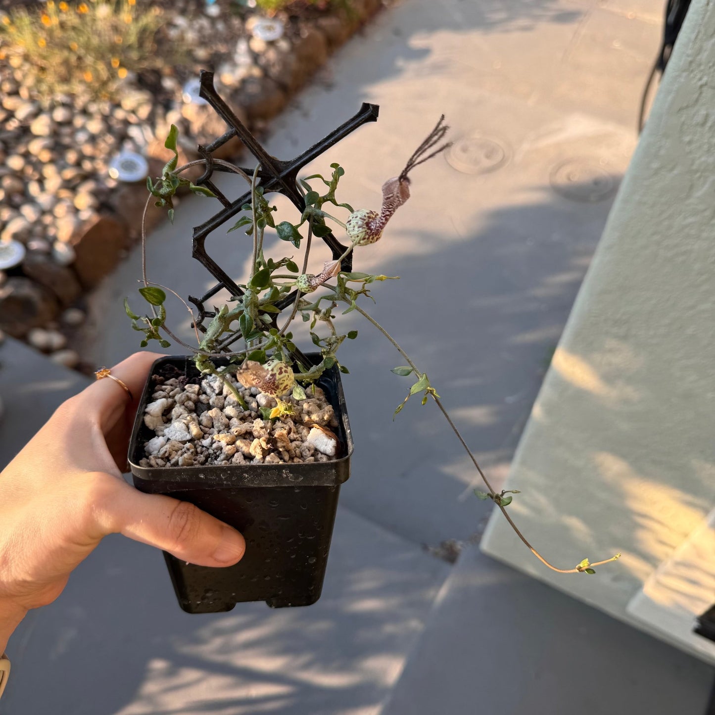 Ceropegia simoneae - The Plant Lady SF