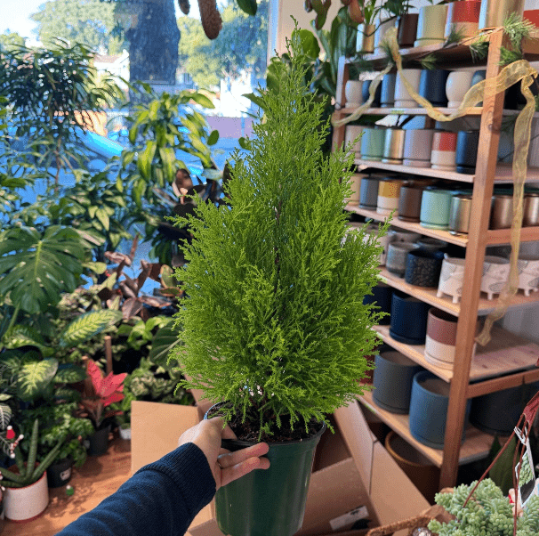 Chamaecyparis lawson 'Ellwood's Empire' - Holiday Tree - The Plant Lady SF