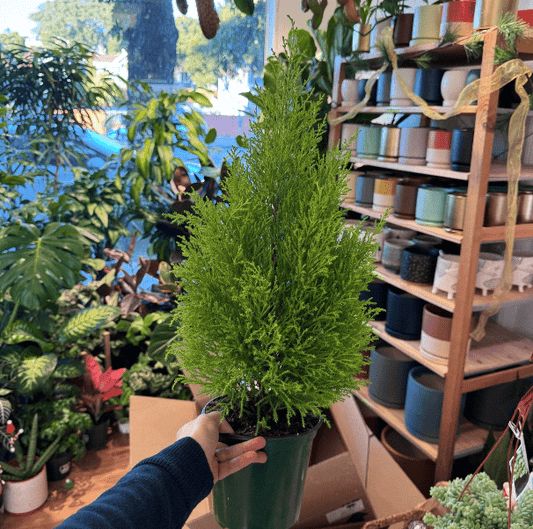 Chamaecyparis lawson 'Ellwood's Empire' - Holiday Tree - The Plant Lady SF