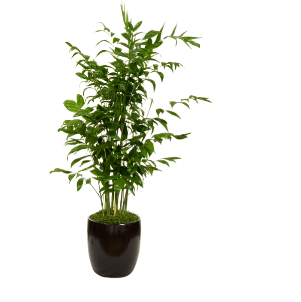 Chamaedorea falcifera - The Plant Lady SF