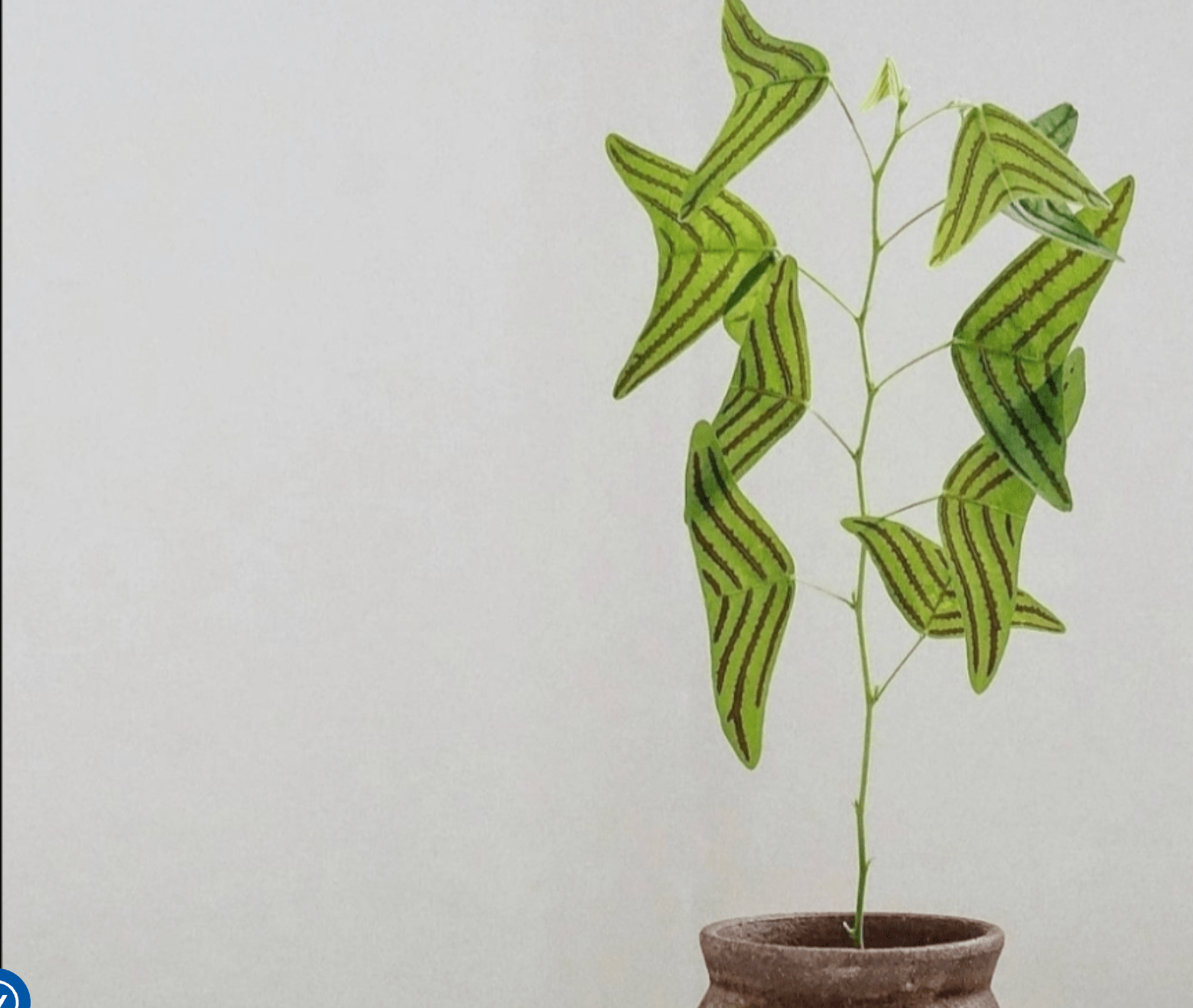 Christia obcordata (Butterfly Plant) - The Plant Lady SF