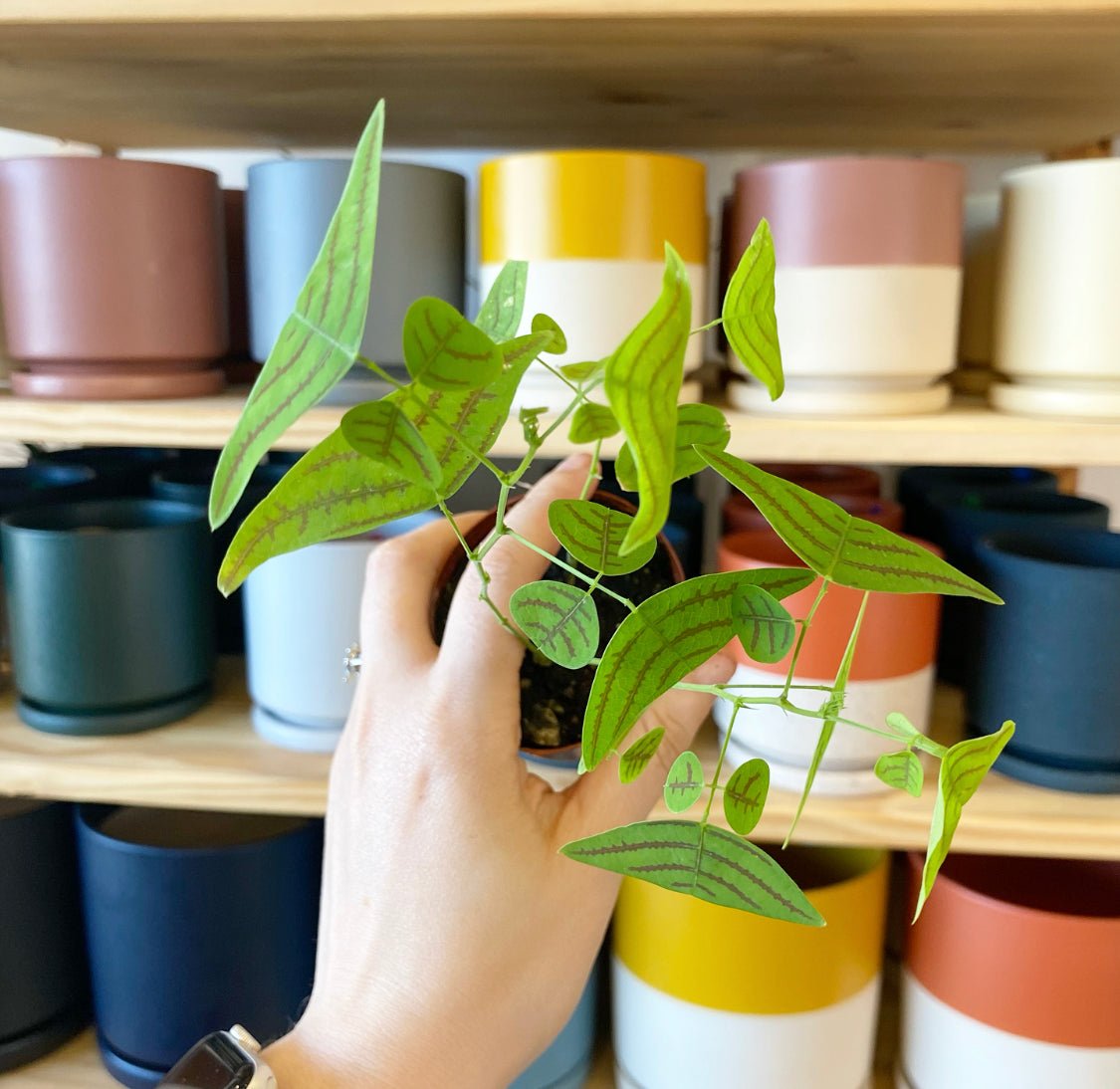 Christia obcordata (Butterfly Plant) - The Plant Lady SF