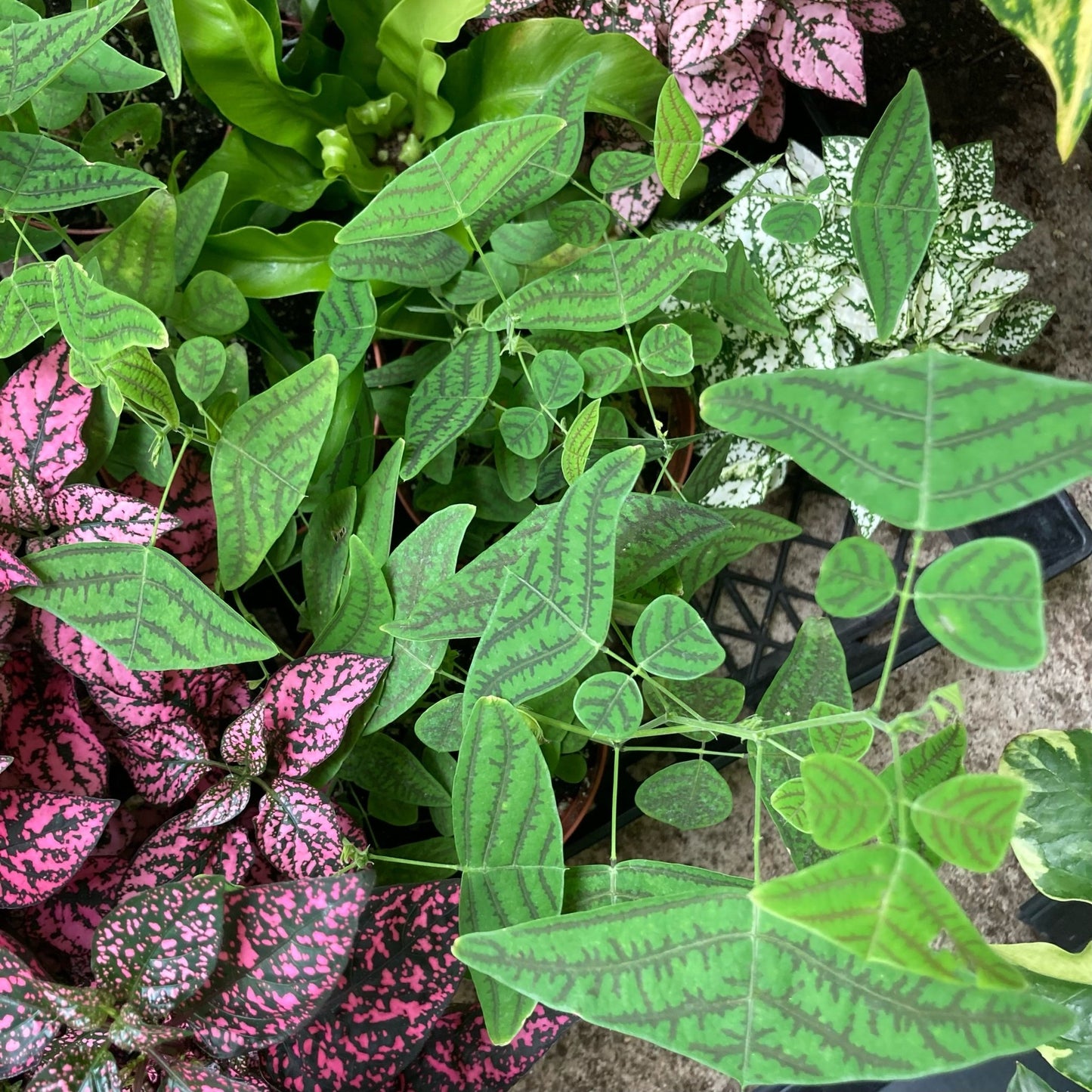 Christia obcordata (Butterfly Plant) - The Plant Lady SF