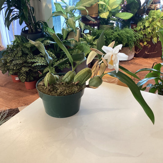 Coelogyne Linda Buckley ‘Clackamas’ - The Plant Lady SF