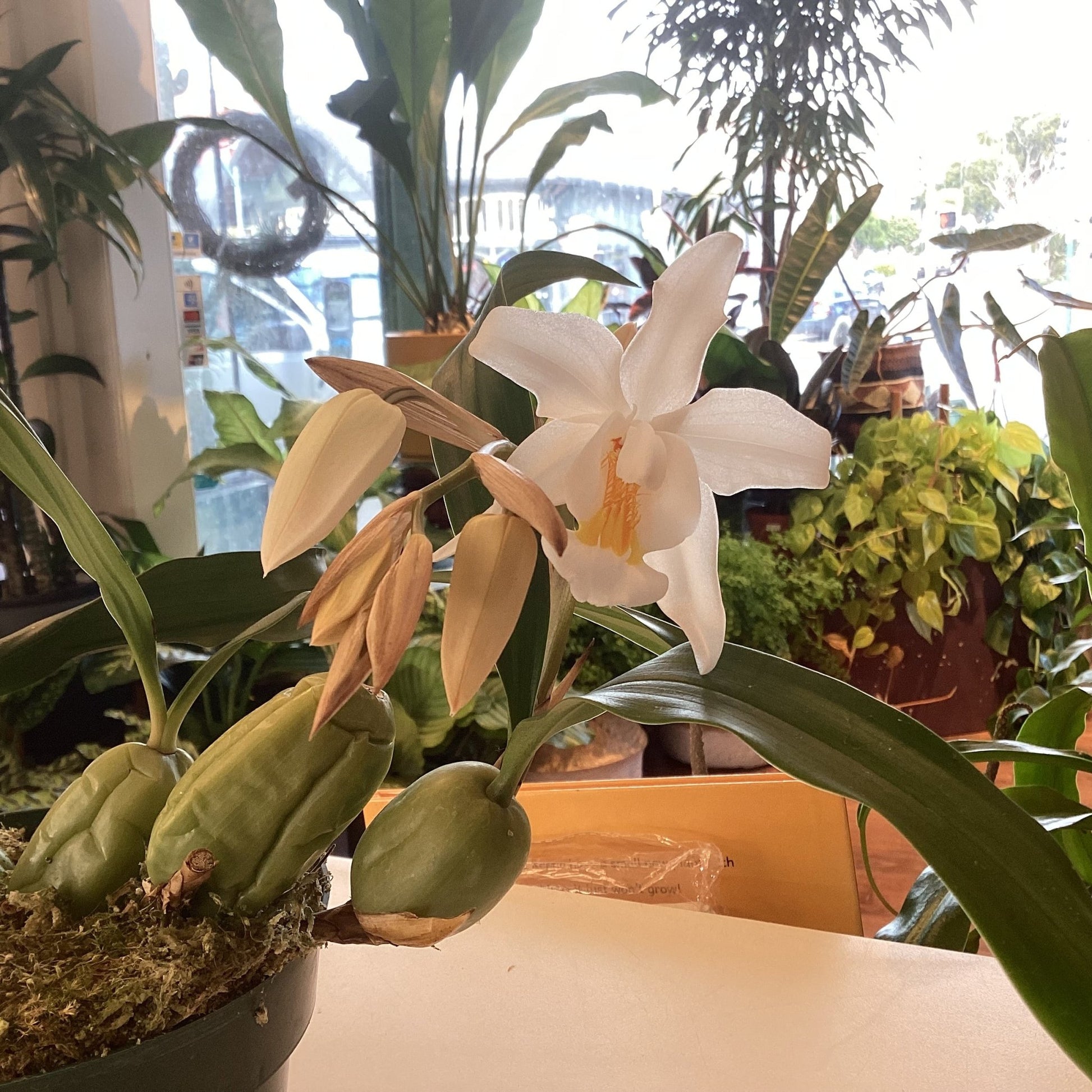 Coelogyne Linda Buckley ‘Clackamas’ - The Plant Lady SF