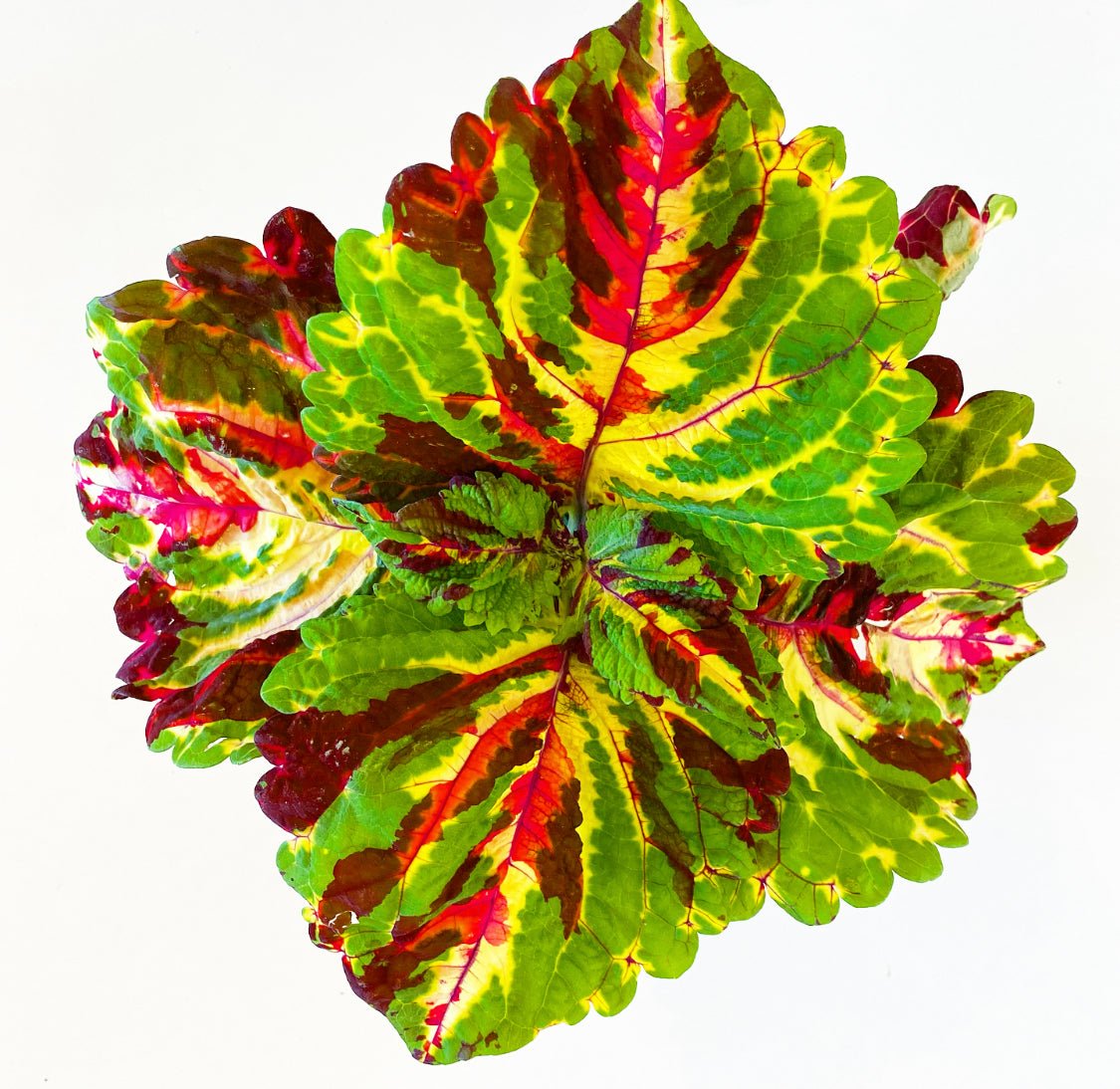 Coleus - The Plant Lady SF