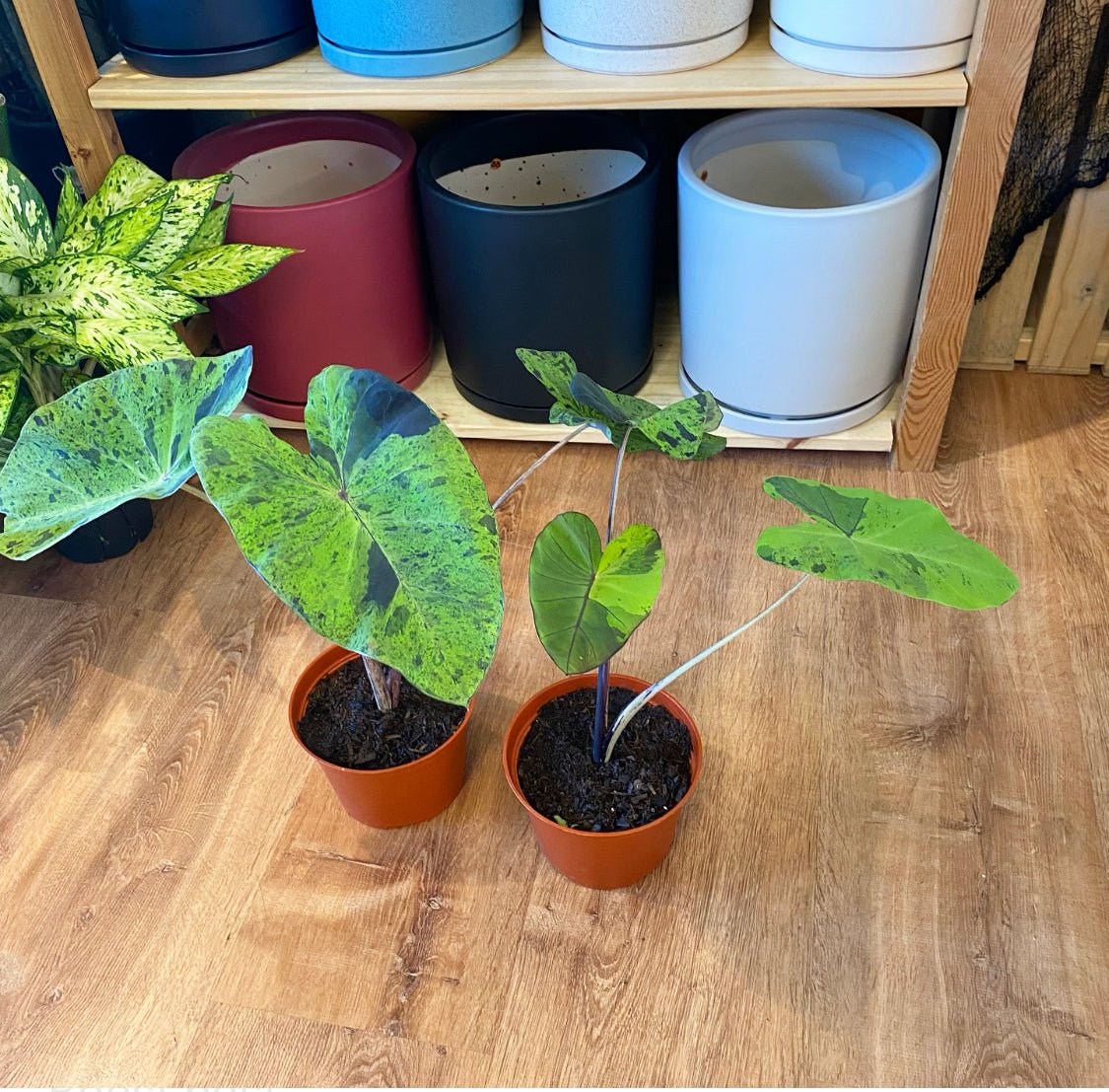 Colocasia 'Mojito' - The Plant Lady SF