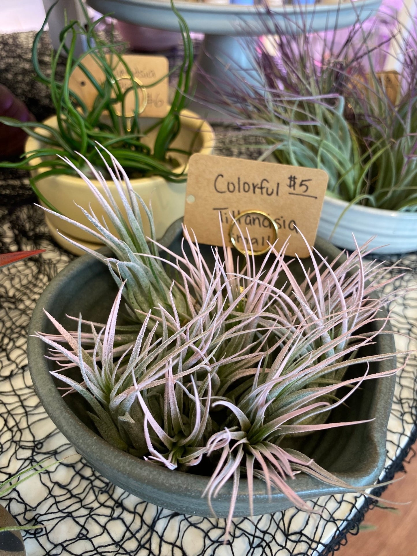 Colorful Tillandsia - The Plant Lady SF