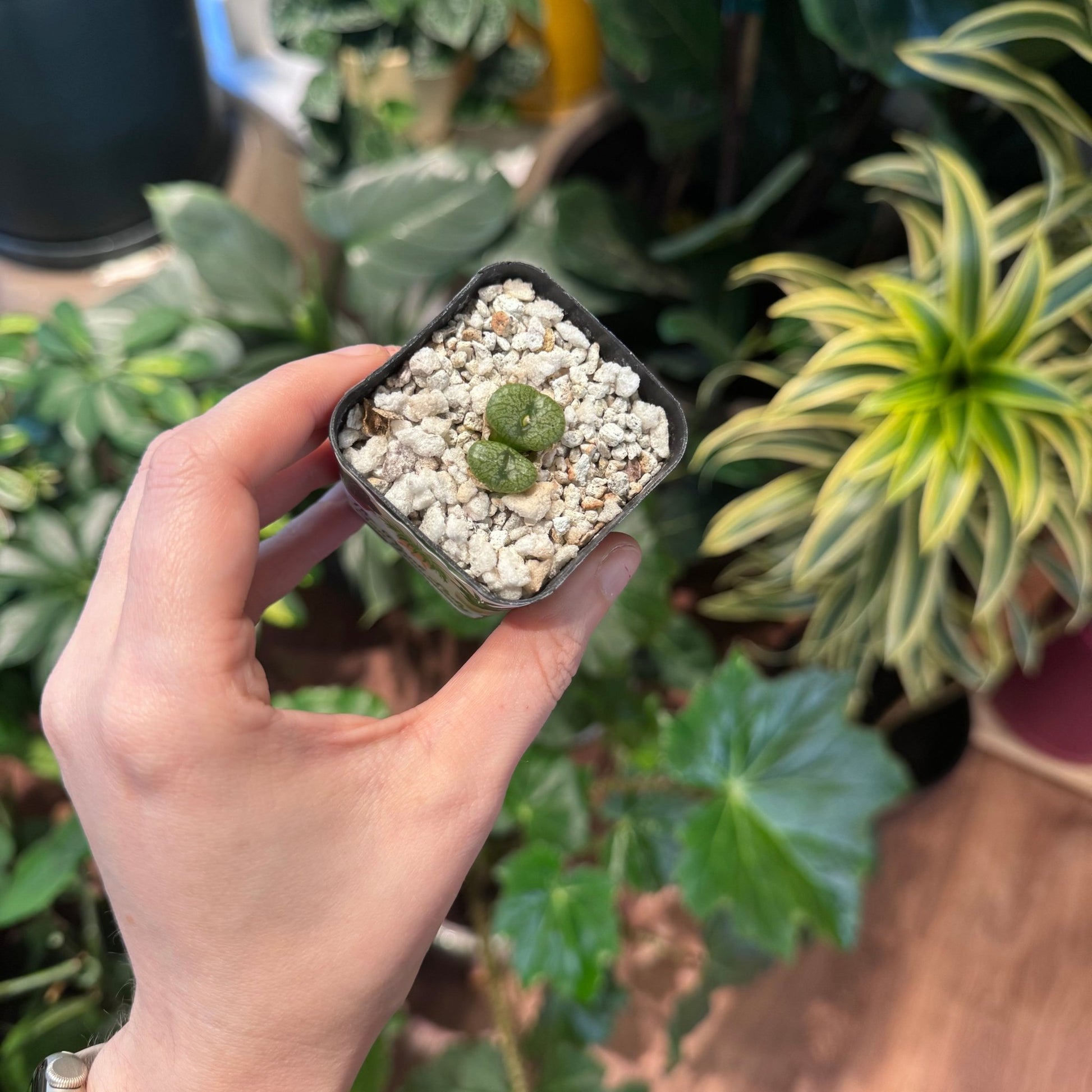 conophytum succulent Conophytum ectypum ssp. brownii