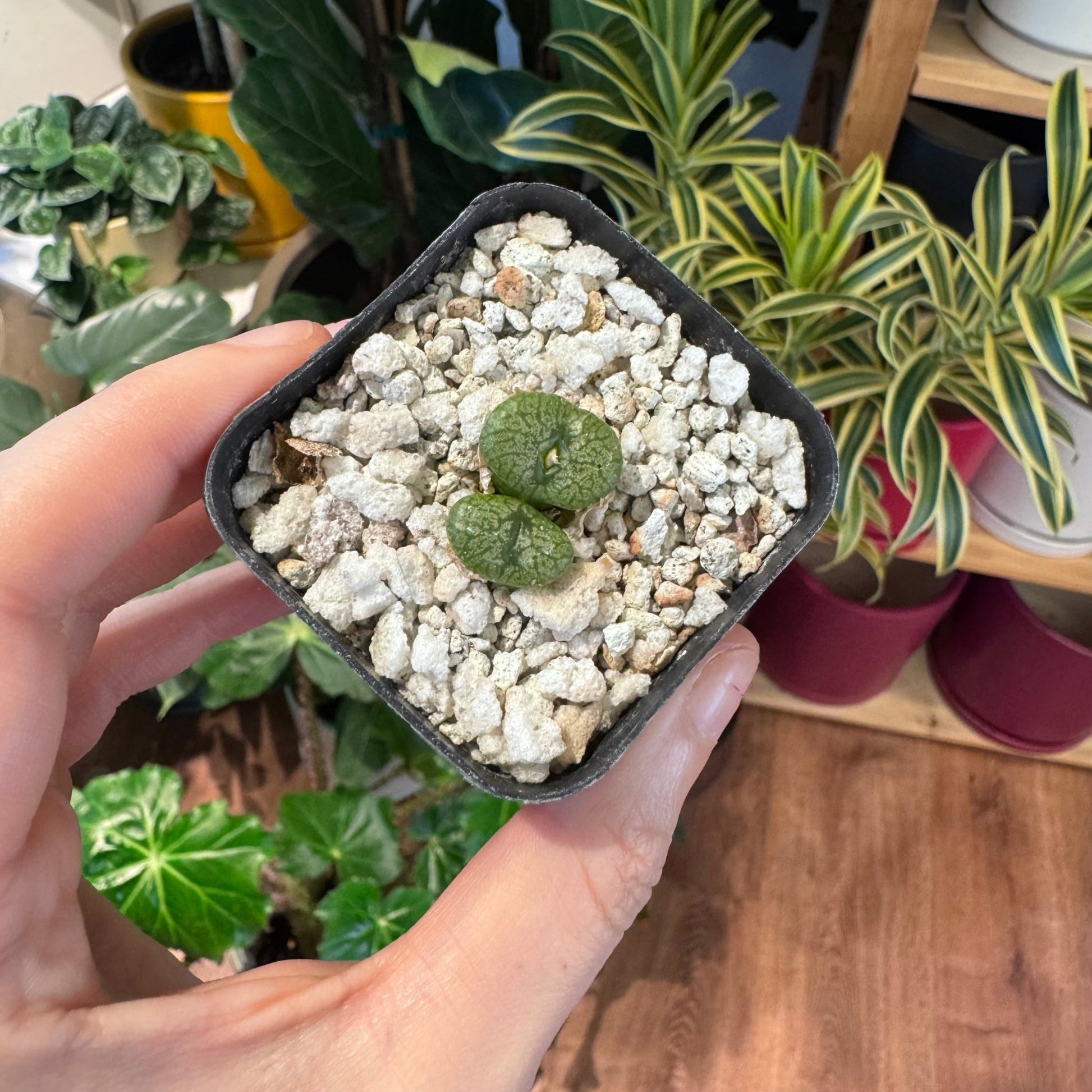 Conophytum ectypum ssp. brownii - The Plant Lady SF