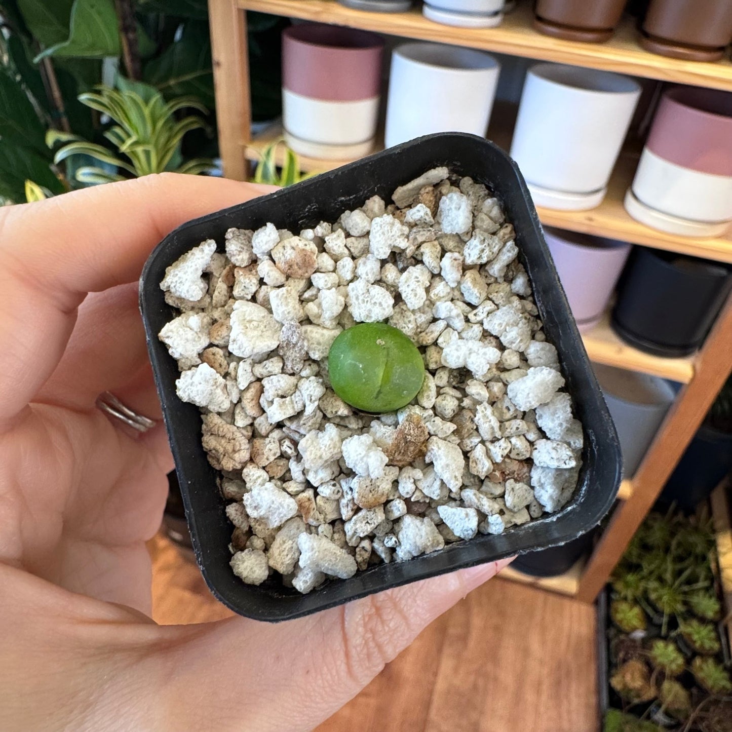 Conophytum ratum SH 1200 - The Plant Lady SF