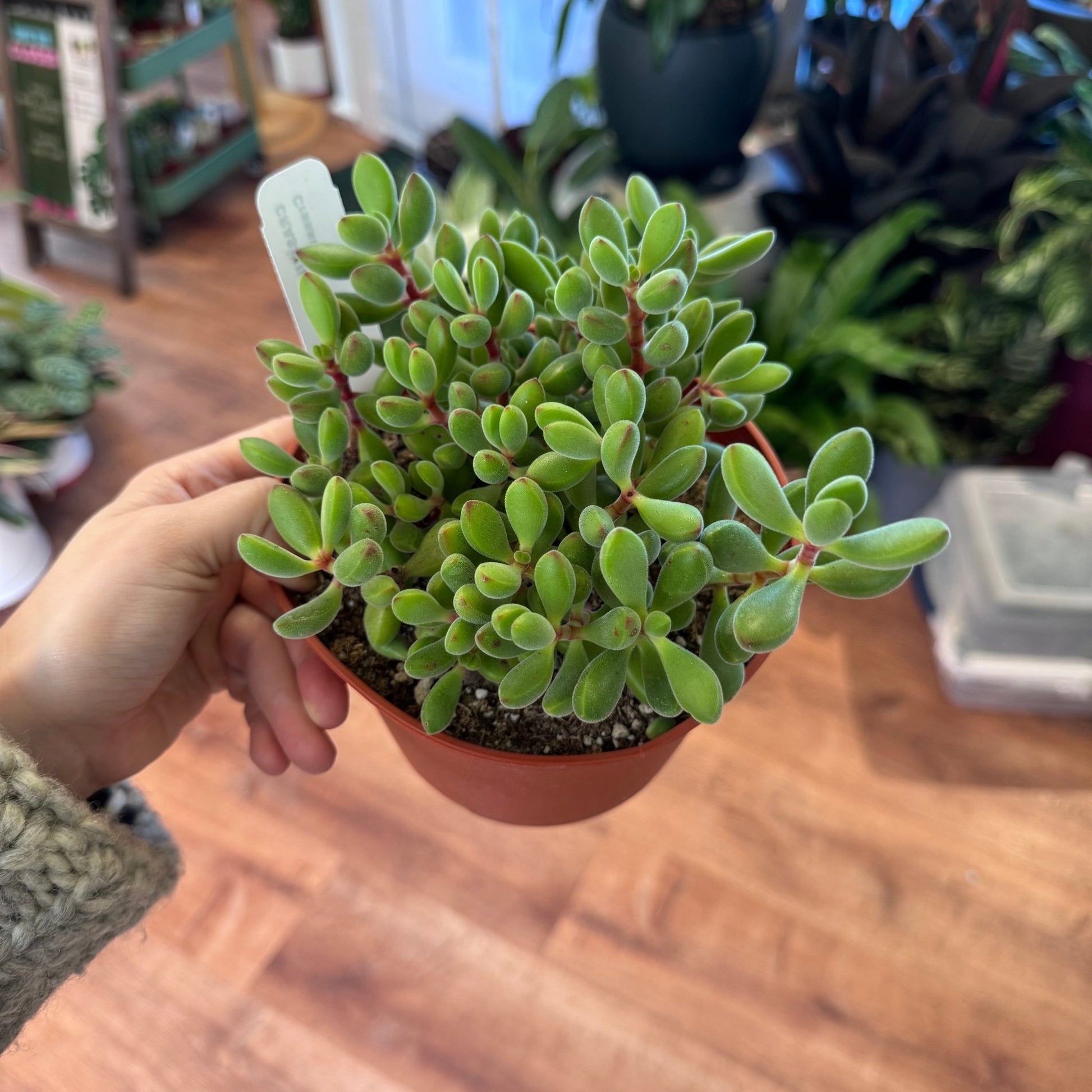 Crassula congesta - The Plant Lady SF