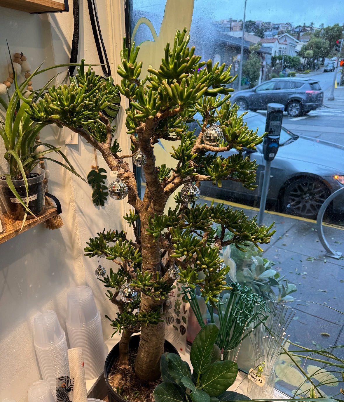 Crassula ovata AKA 'Gollum' Jade - The Plant Lady SF