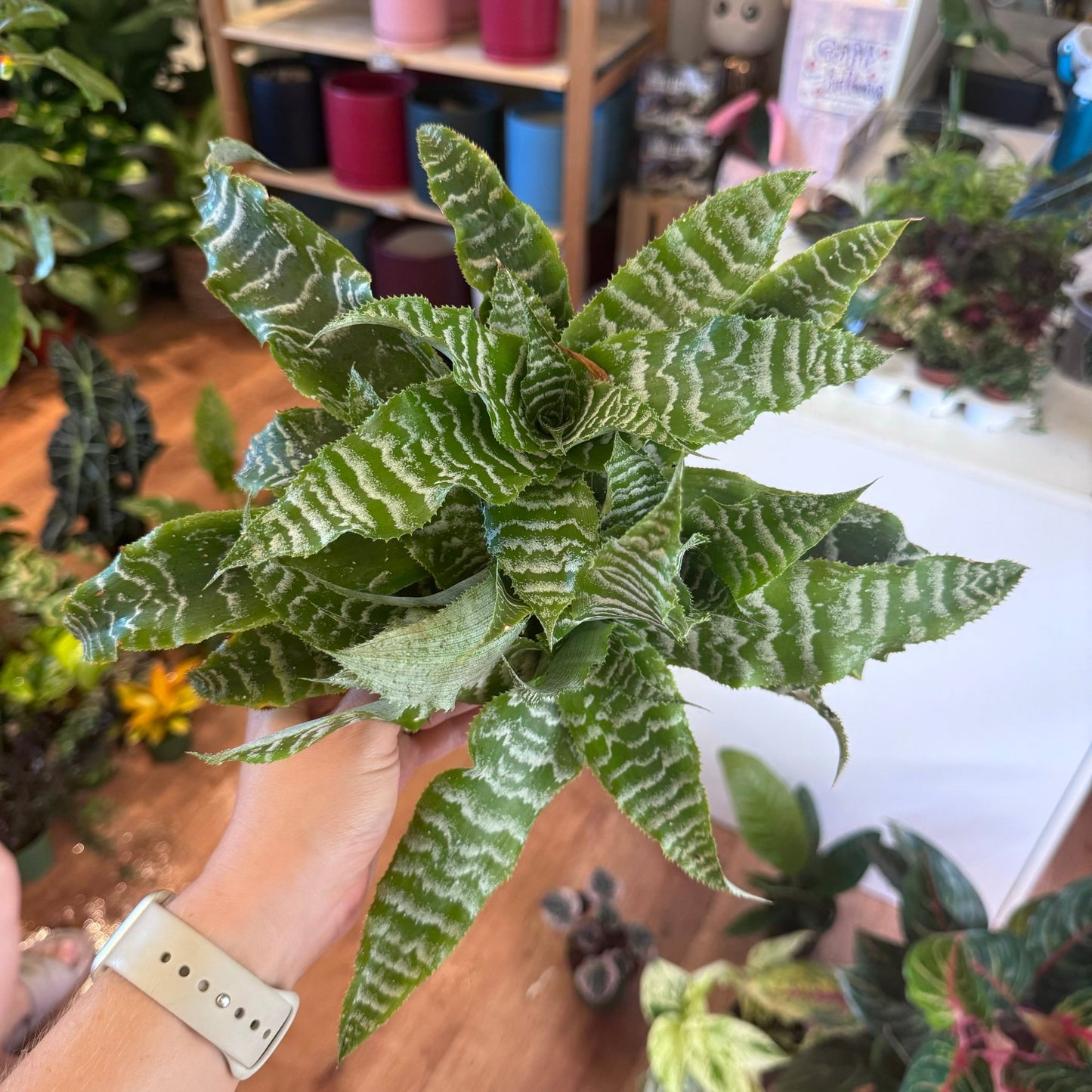 Cryptanthus Assorted (Earth Star) - The Plant Lady SF