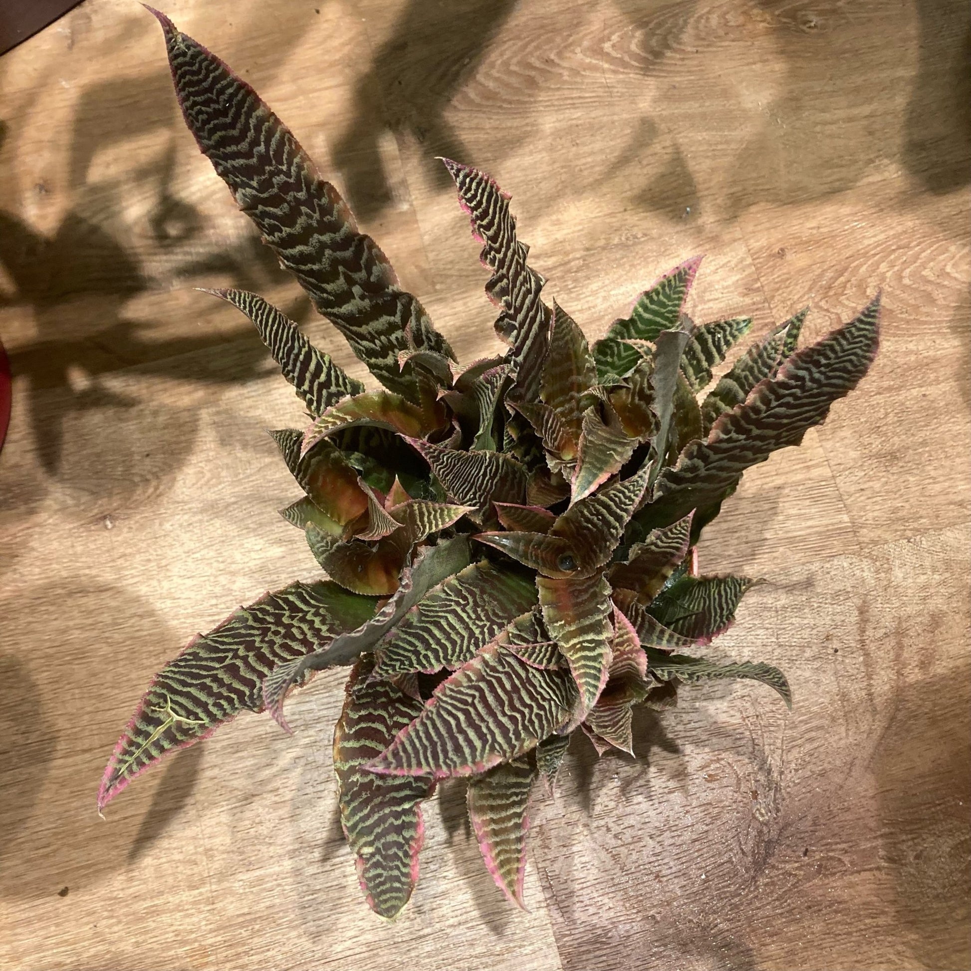 Cryptanthus Assorted (Earth Star) - The Plant Lady SF