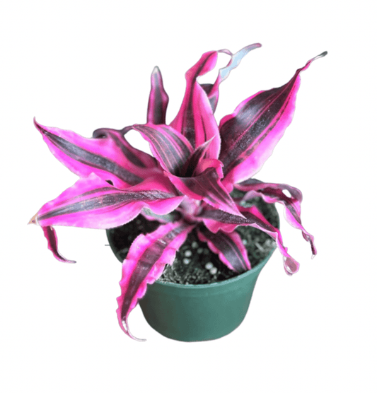 Cryptanthus 'Red Baron' - The Plant Lady SF