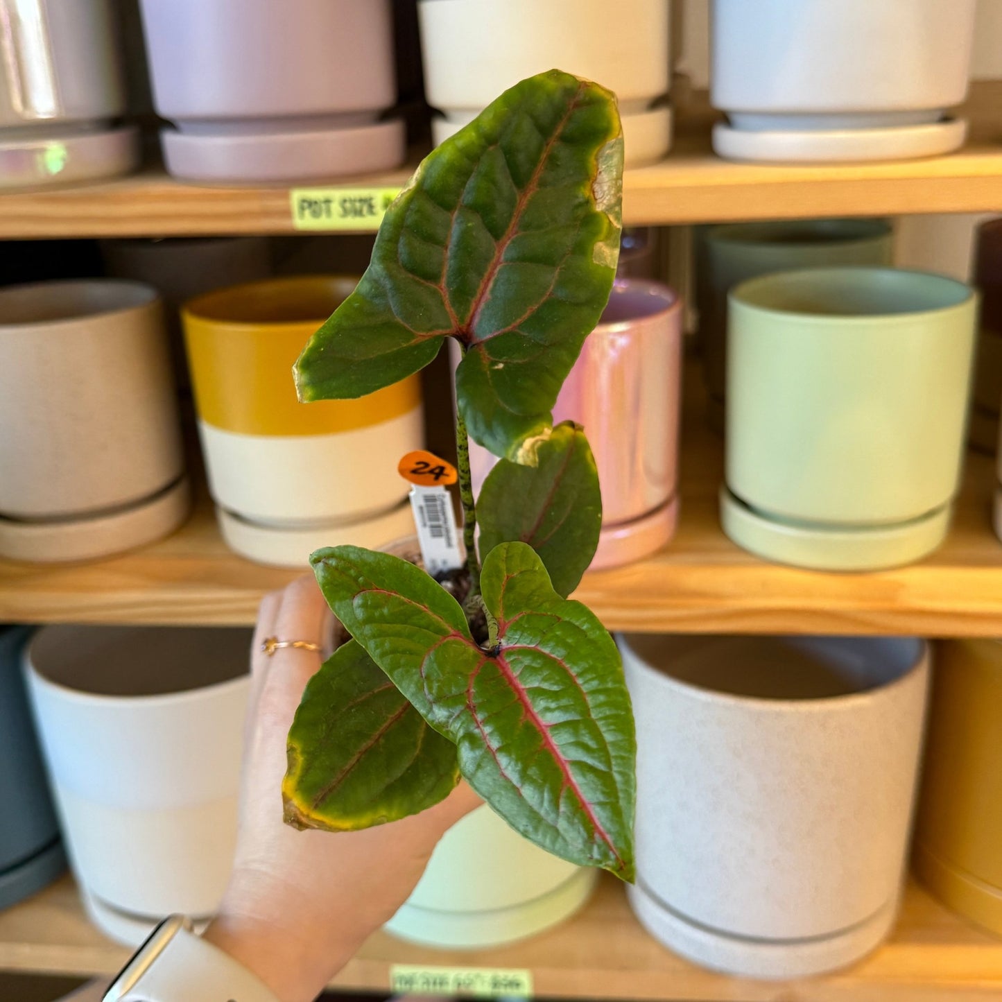 Cryptosperma johnstonii - The Plant Lady SF