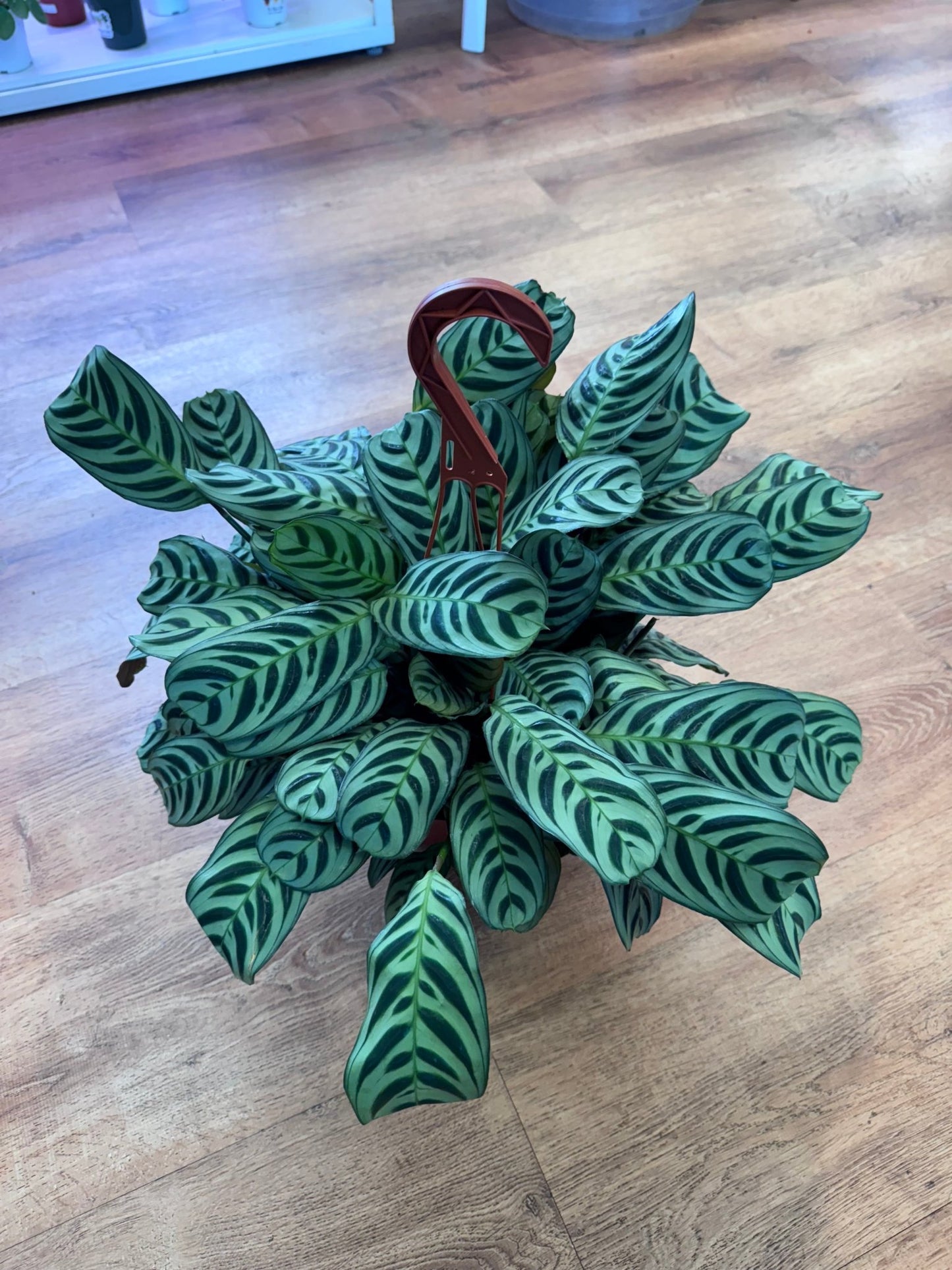 Ctenanthe burle - marxii - The Plant Lady SF