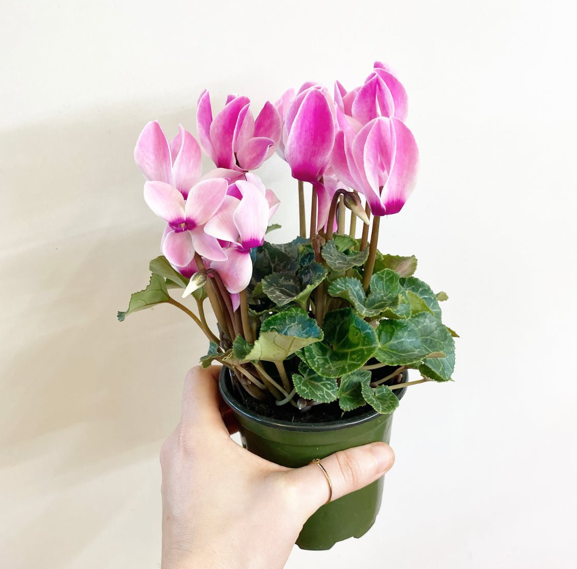 Cyclamen - The Plant Lady SF
