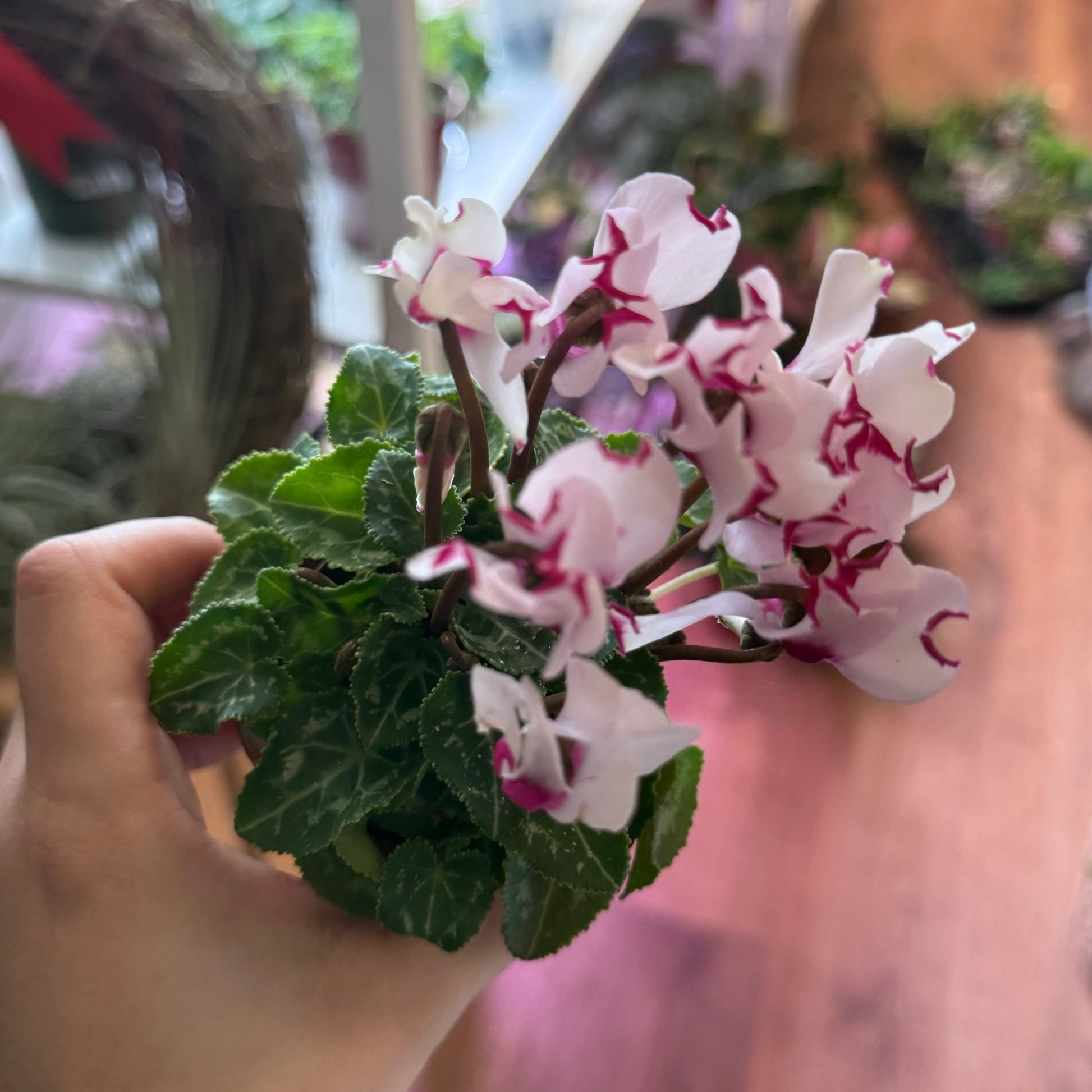 cyclamen indoor plant Cyclamen – The Plant Lady SF