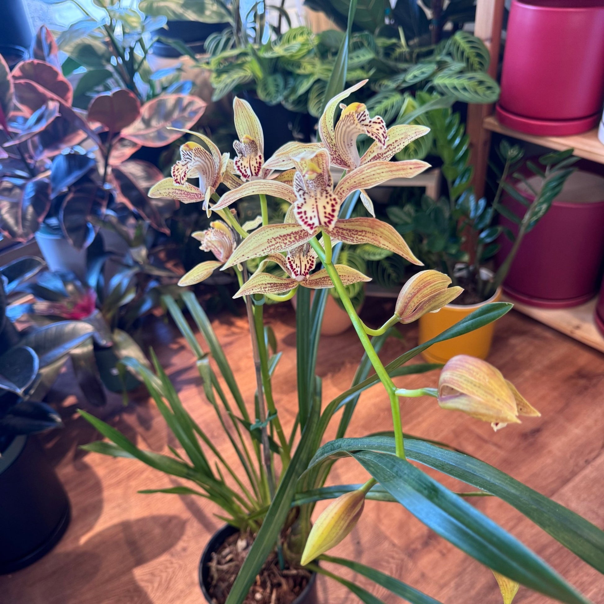 Cymbidium tracyanum - The Plant Lady SF