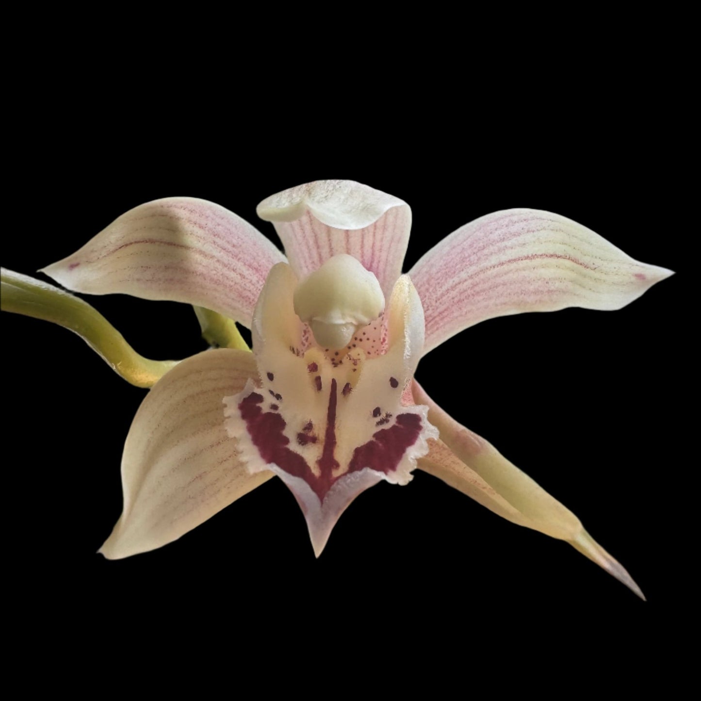 Cymbidium x (cultivar / variety unknown) - The Plant Lady SF