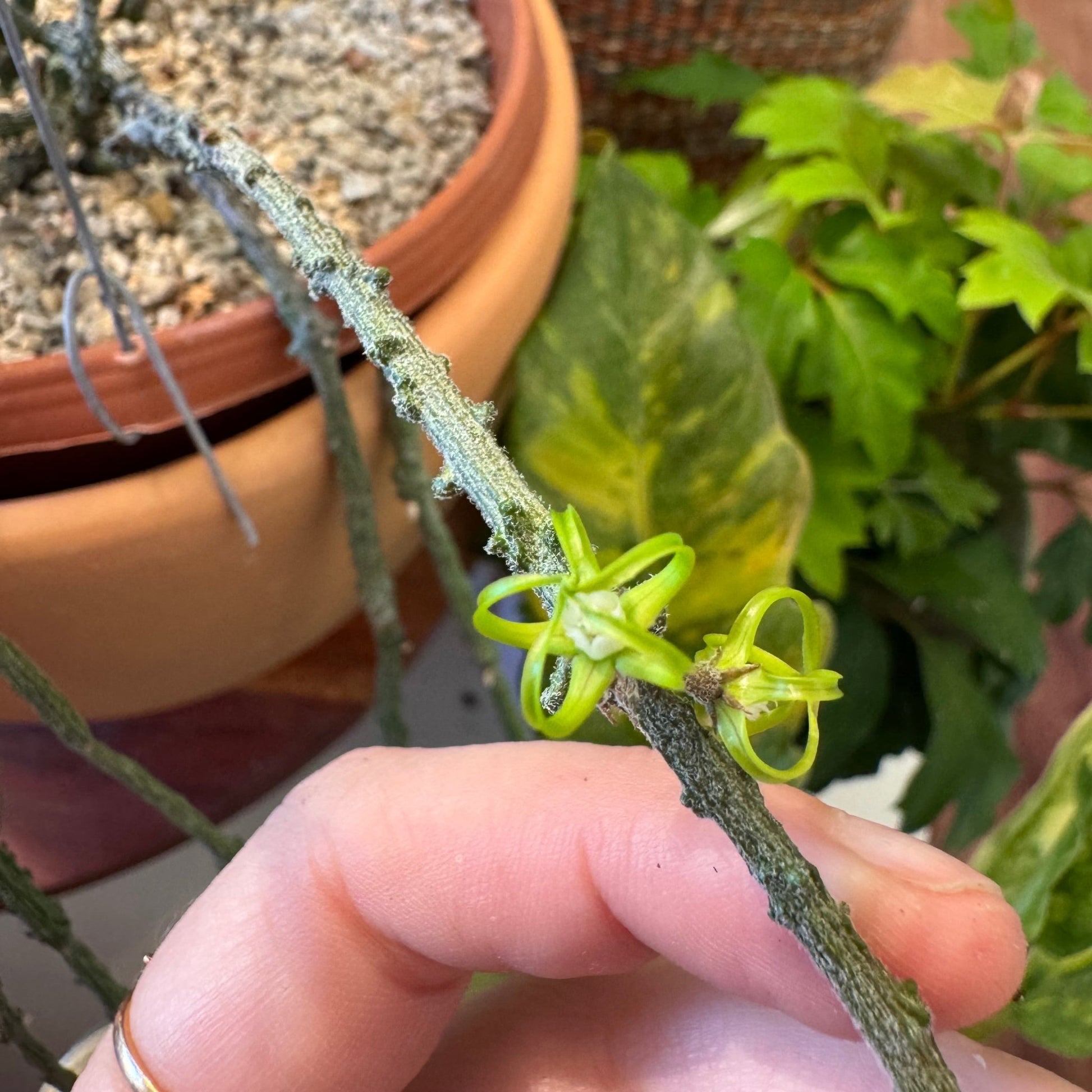 hanging stick plant Cynchanum marnierianum (Dead Stick Plant)