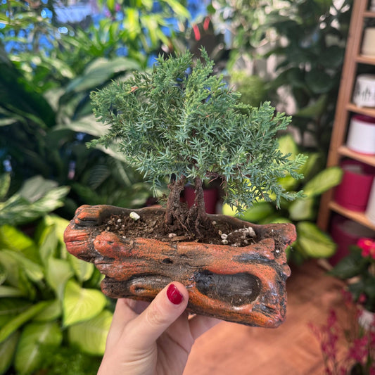 Cypress Bonsai Tree - The Plant Lady SF