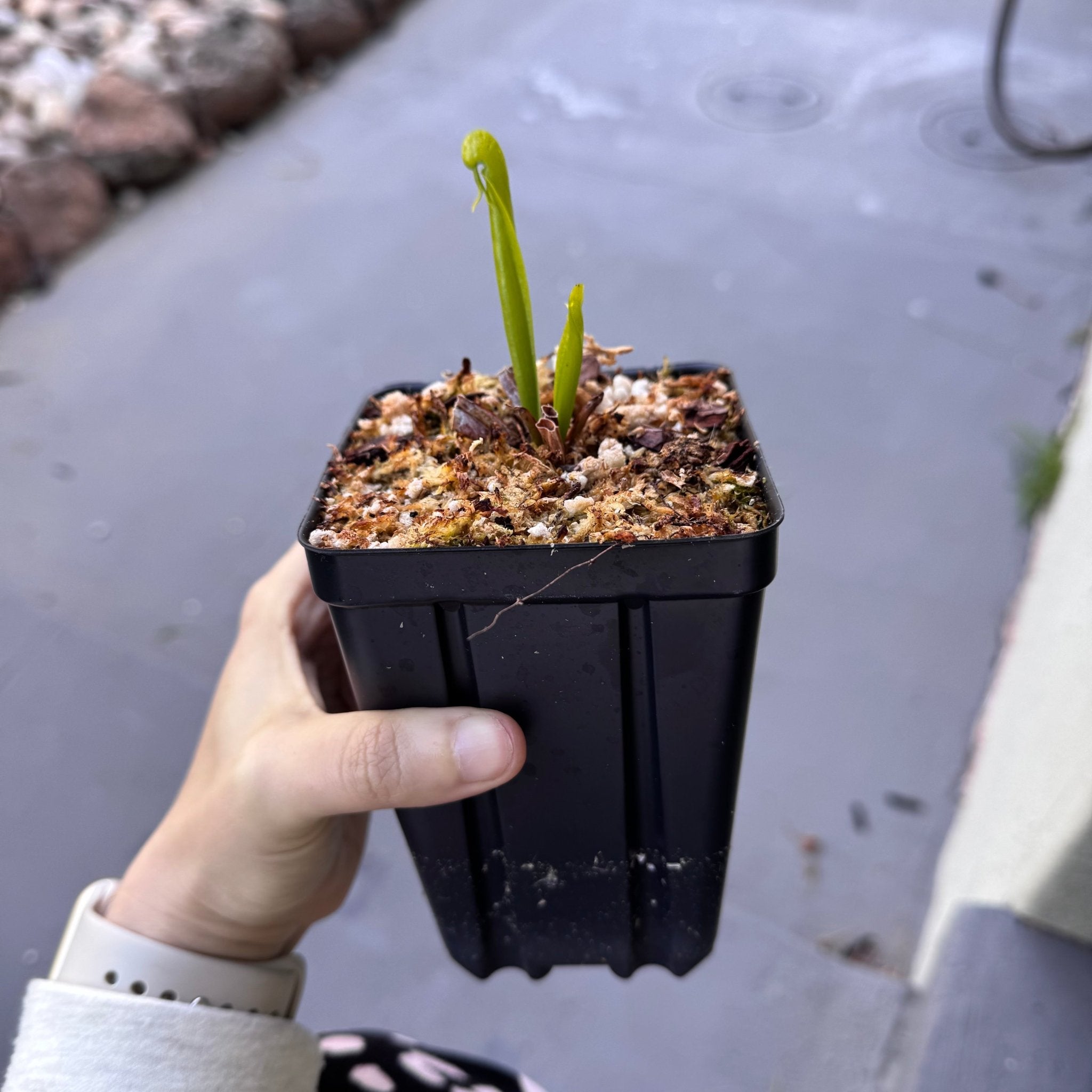 Darlingtonia california – The Plant Lady SF