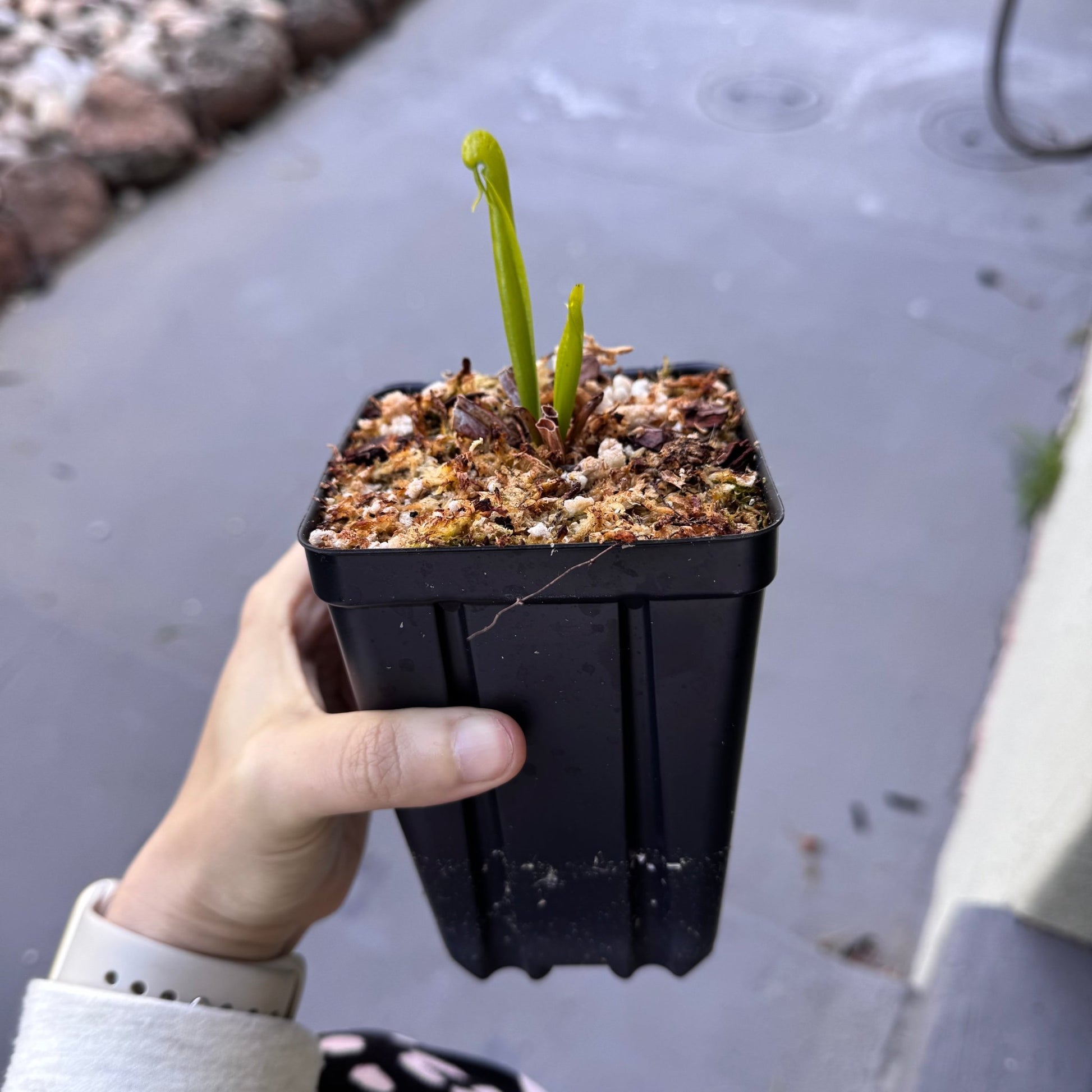 Darlingtonia california - The Plant Lady SF
