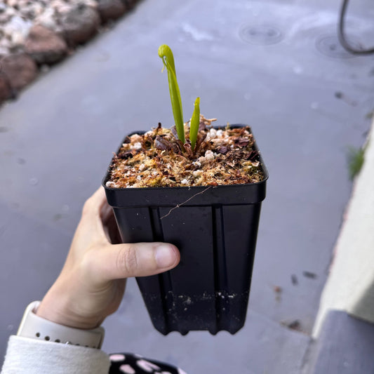 Darlingtonia california - The Plant Lady SF