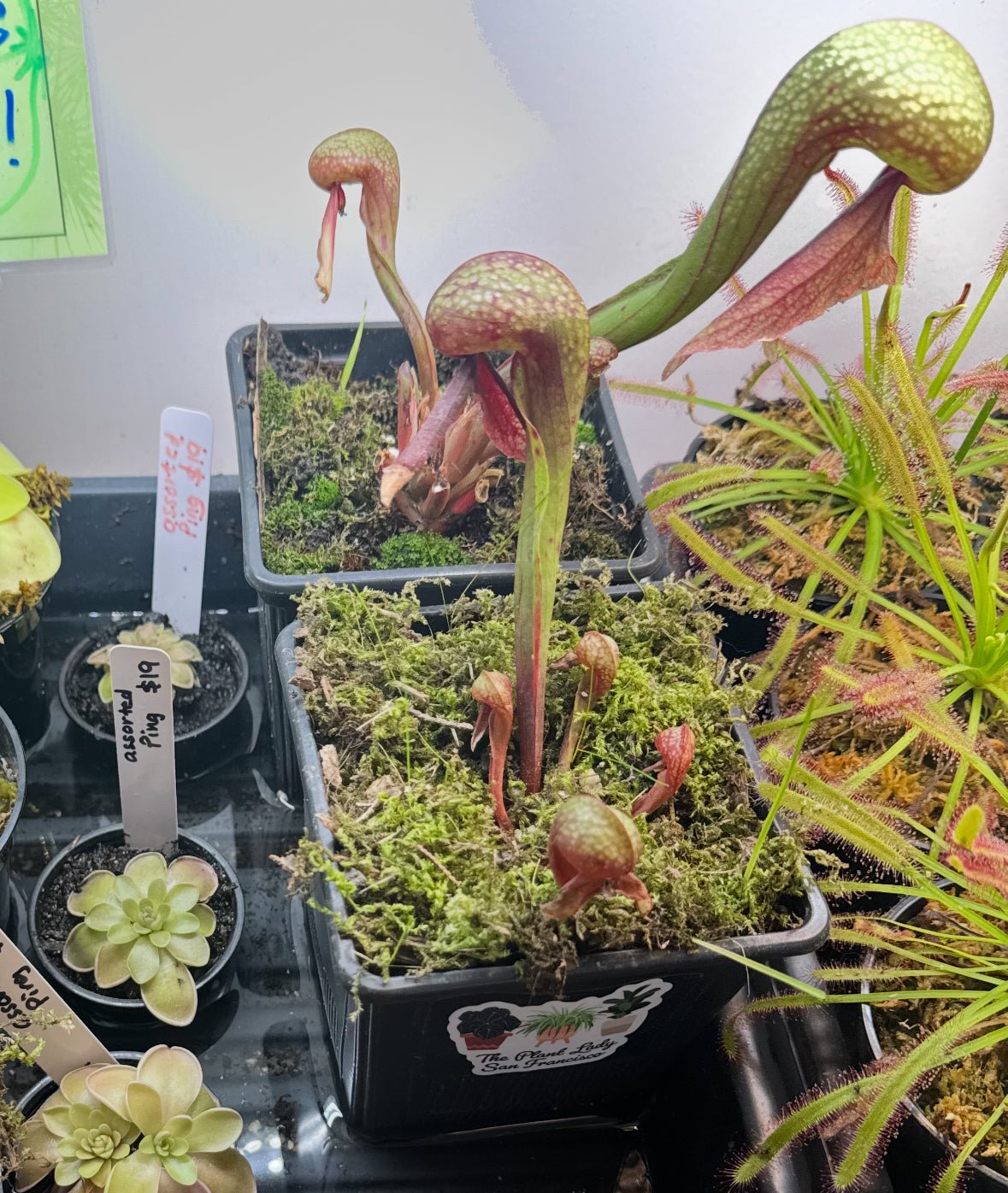 Darlingtonia california - The Plant Lady SF