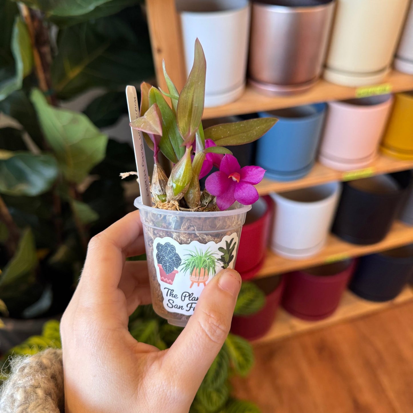 Dendrobium Baby Hibiki - The Plant Lady SF