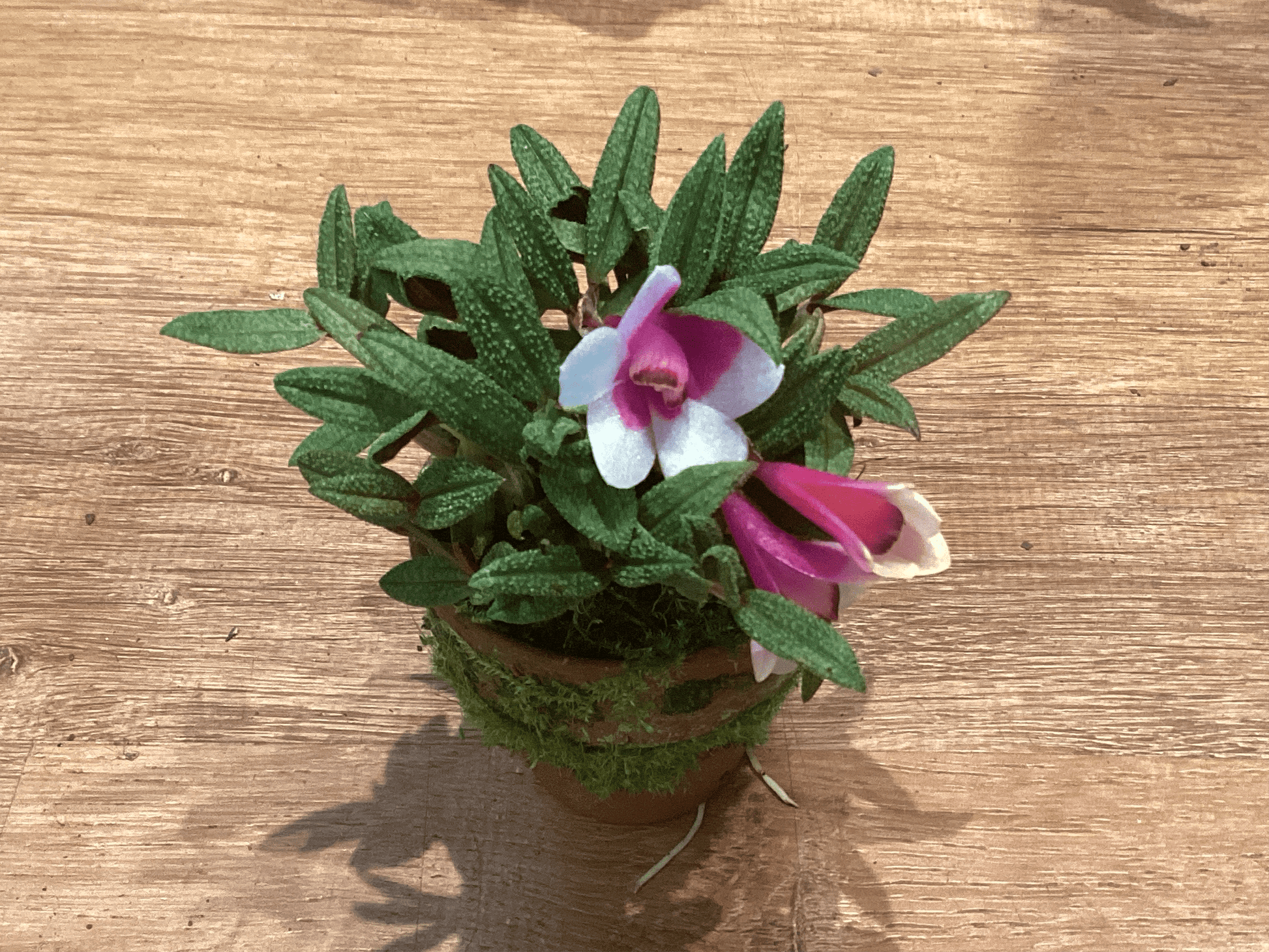 Dendrobium cuthbertsonii 2” - The Plant Lady SF