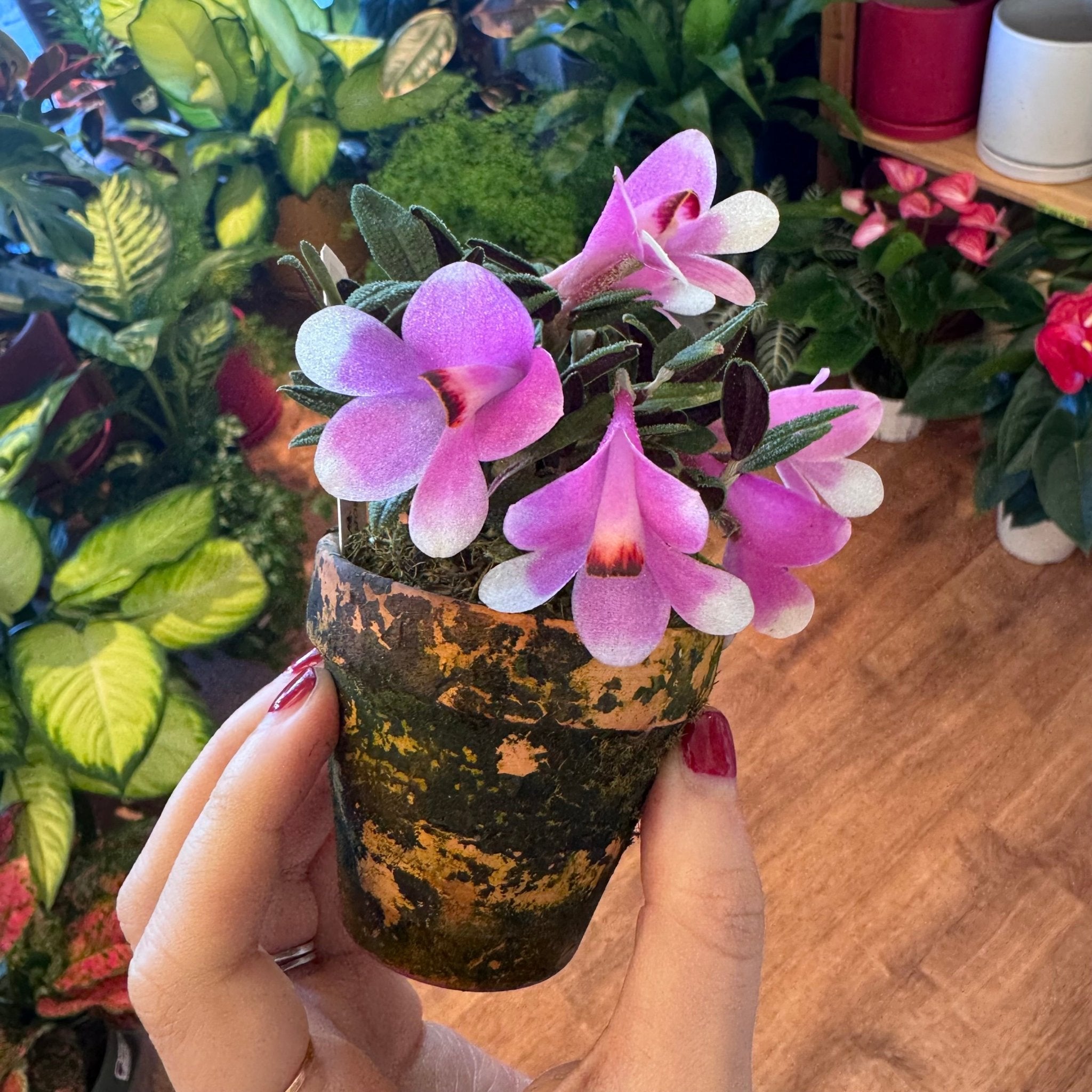 dendrobium-cuthbertsonii-2-