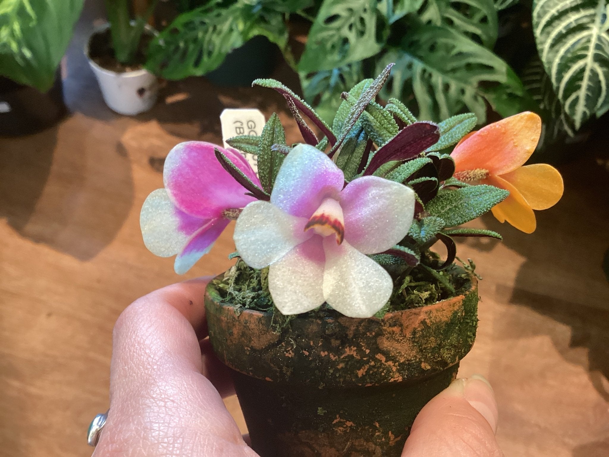 Dendrobium cuthbertsonii 2” – The Plant Lady SF