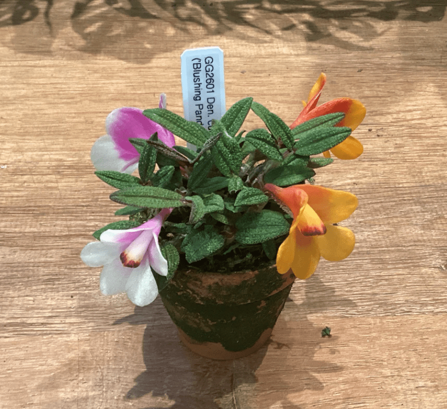 Dendrobium cuthbertsonii 2” - The Plant Lady SF