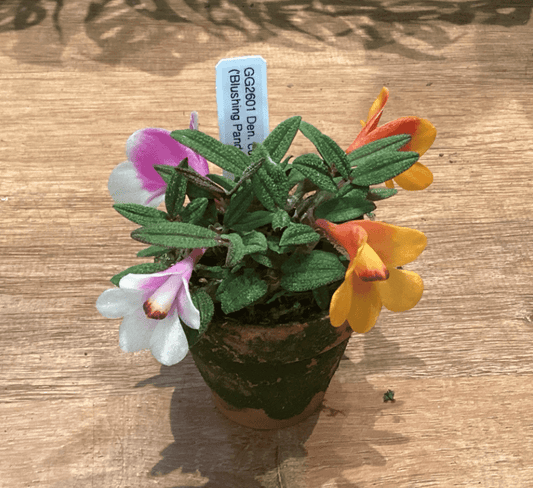 Dendrobium cuthbertsonii 2” - The Plant Lady SF