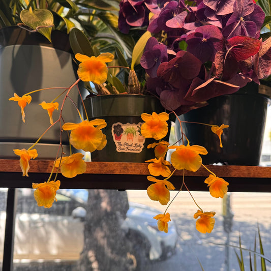 Dendrobium lindleyi - The Plant Lady SF