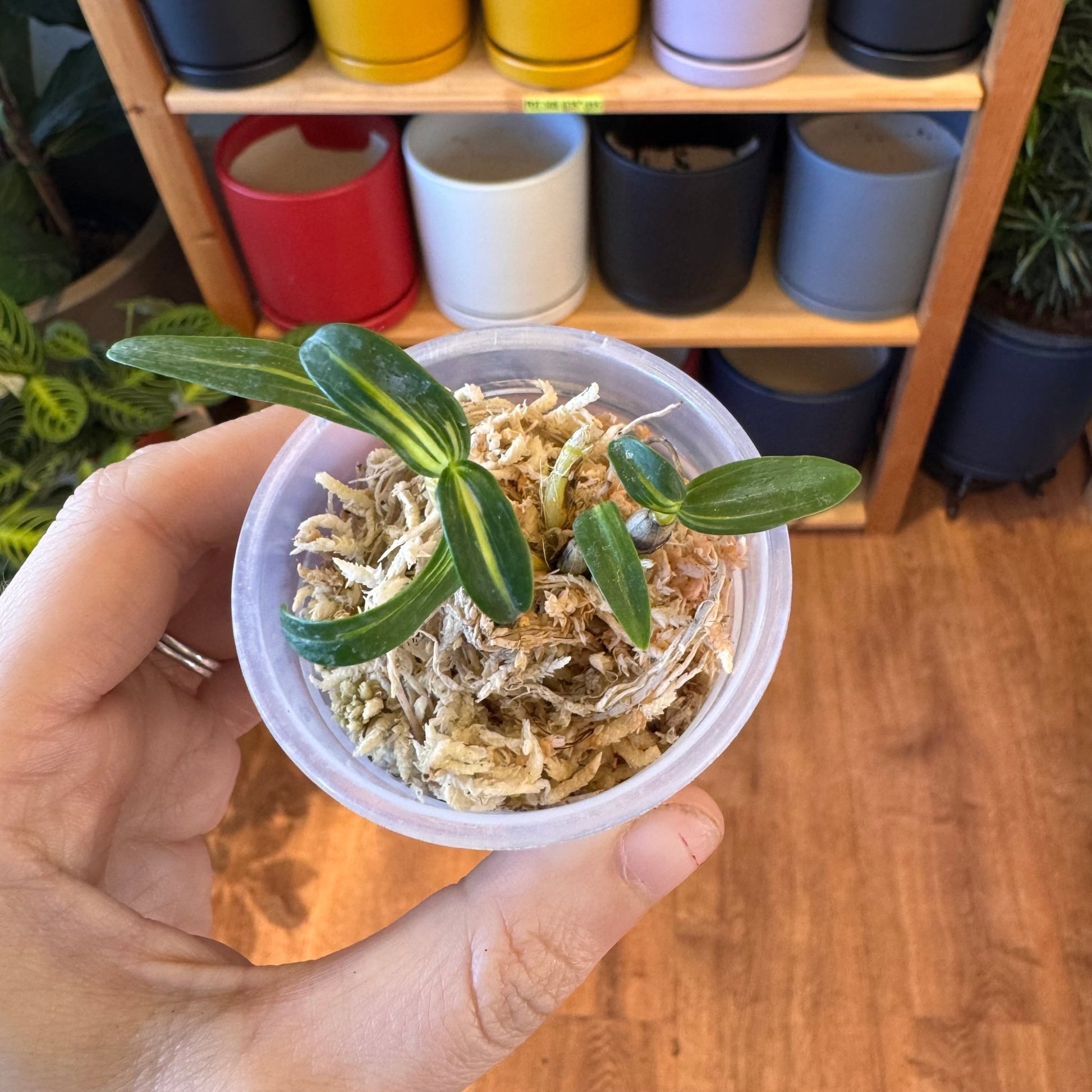 Dendrobium moniliforme Fujizuru (dwarf variegated) - The Plant Lady SF