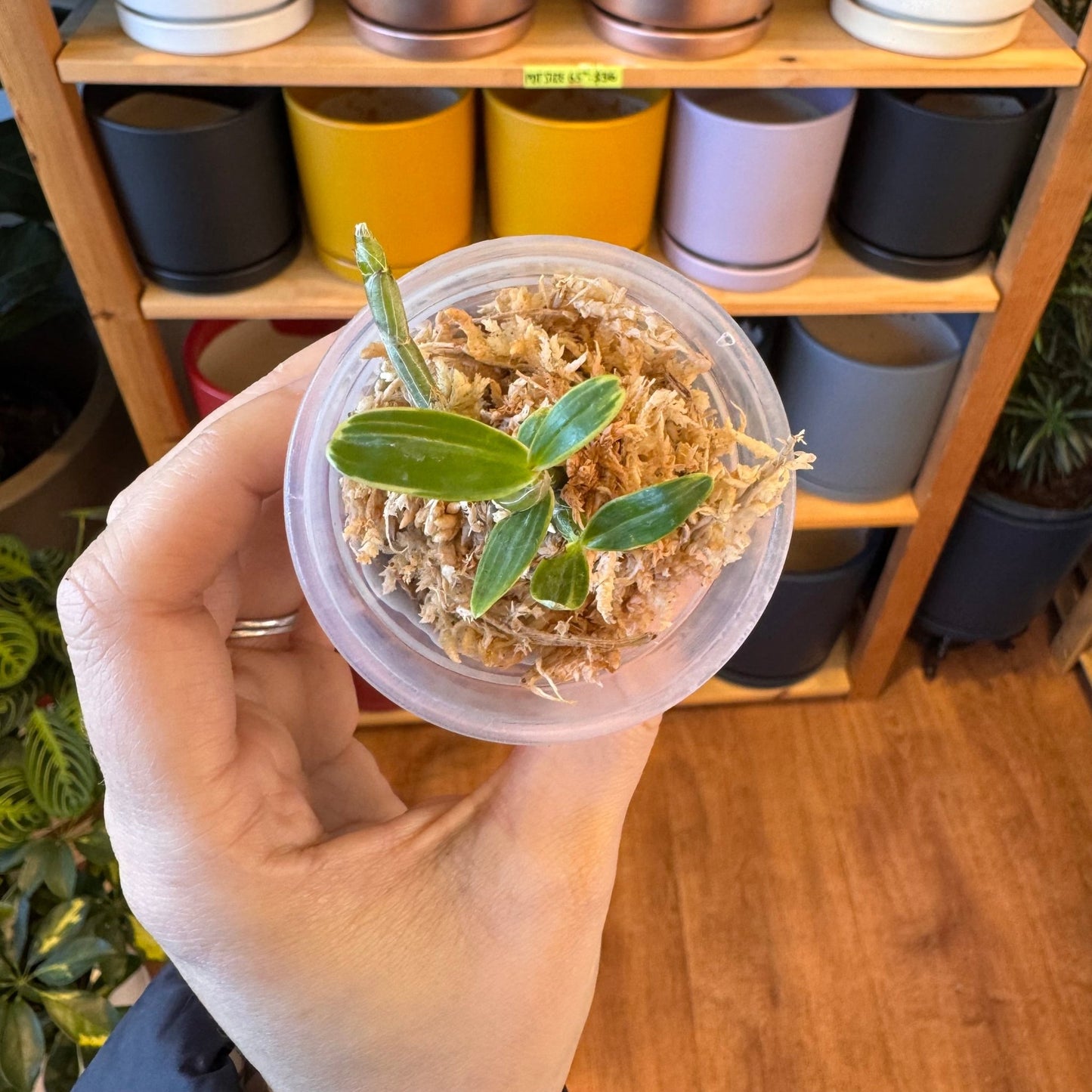 Dendrobium moniliforme Fujizuru (dwarf variegated) - The Plant Lady SF