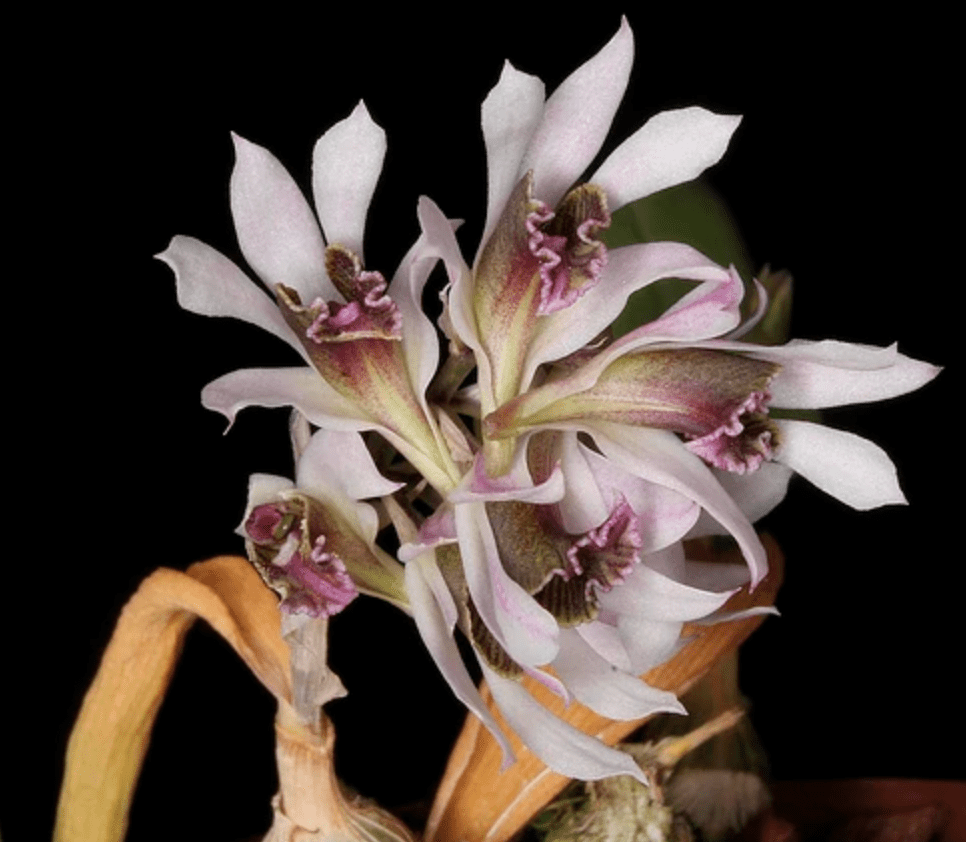 Dendrobium peguanum - The Plant Lady SF