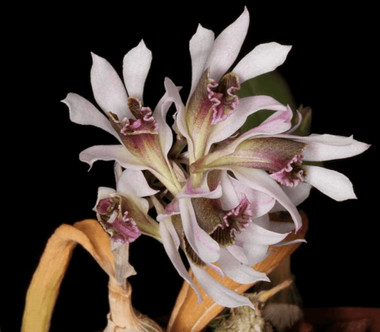 Dendrobium peguanum - The Plant Lady SF