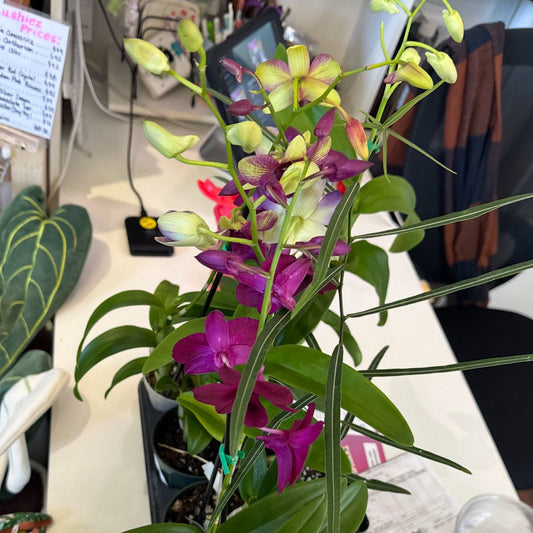 Dendrobium phalaenopsis (Cooktown Orchid) - The Plant Lady SF